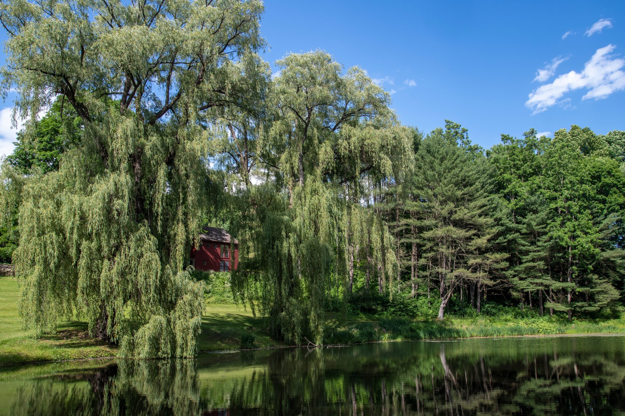 Willows the size of houses crowd the far shore of the pond in June.