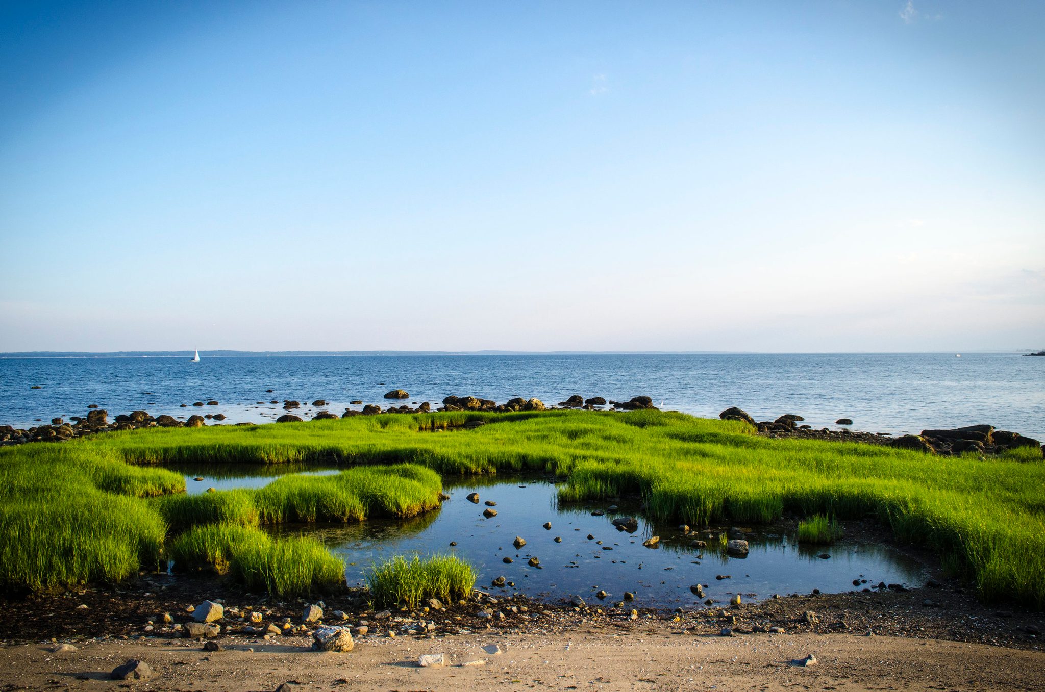 Bright green marsh grass rings a tidal pool at the water's edge.