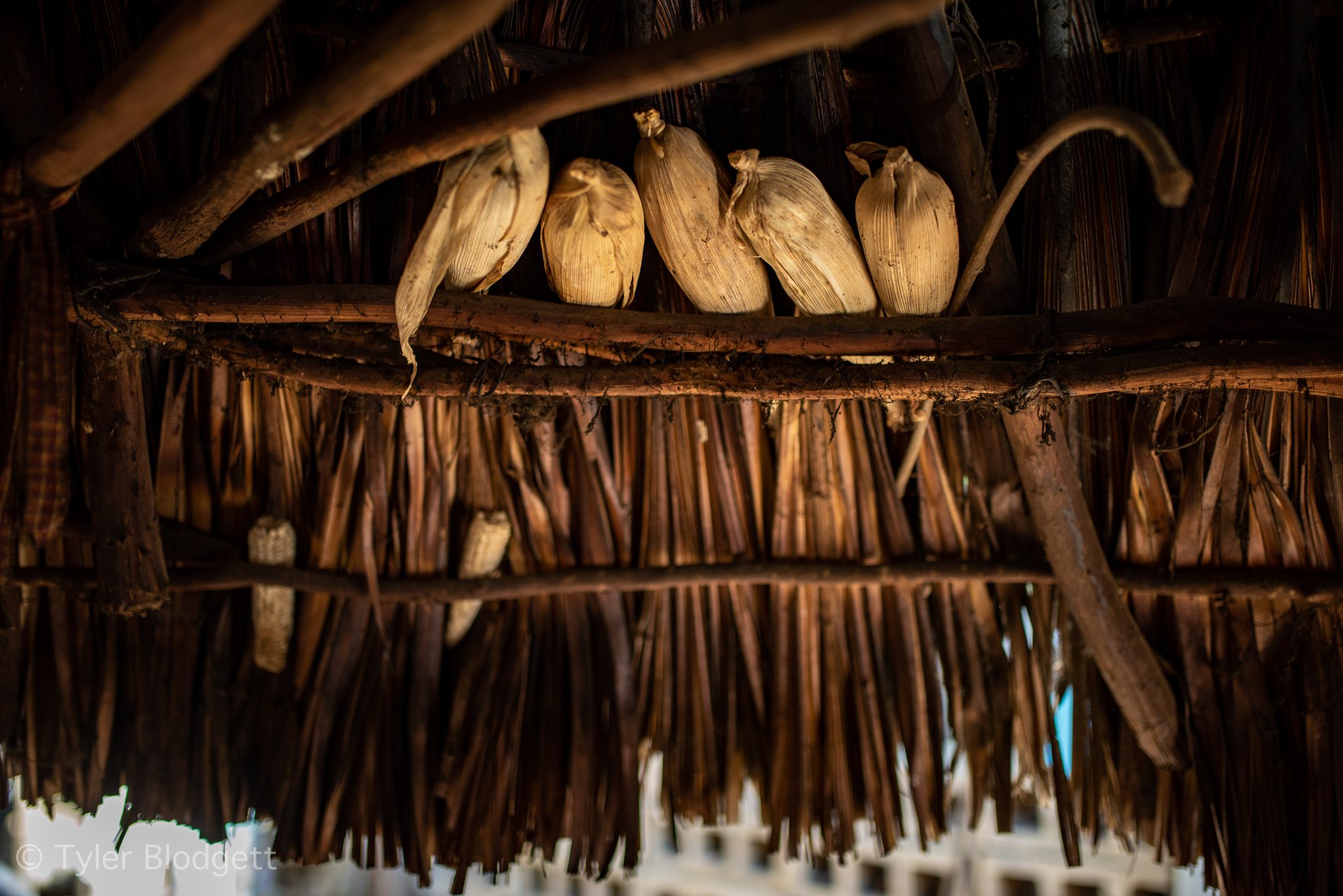 Ears of corn hang to dry in the rafters of a thatched roof.