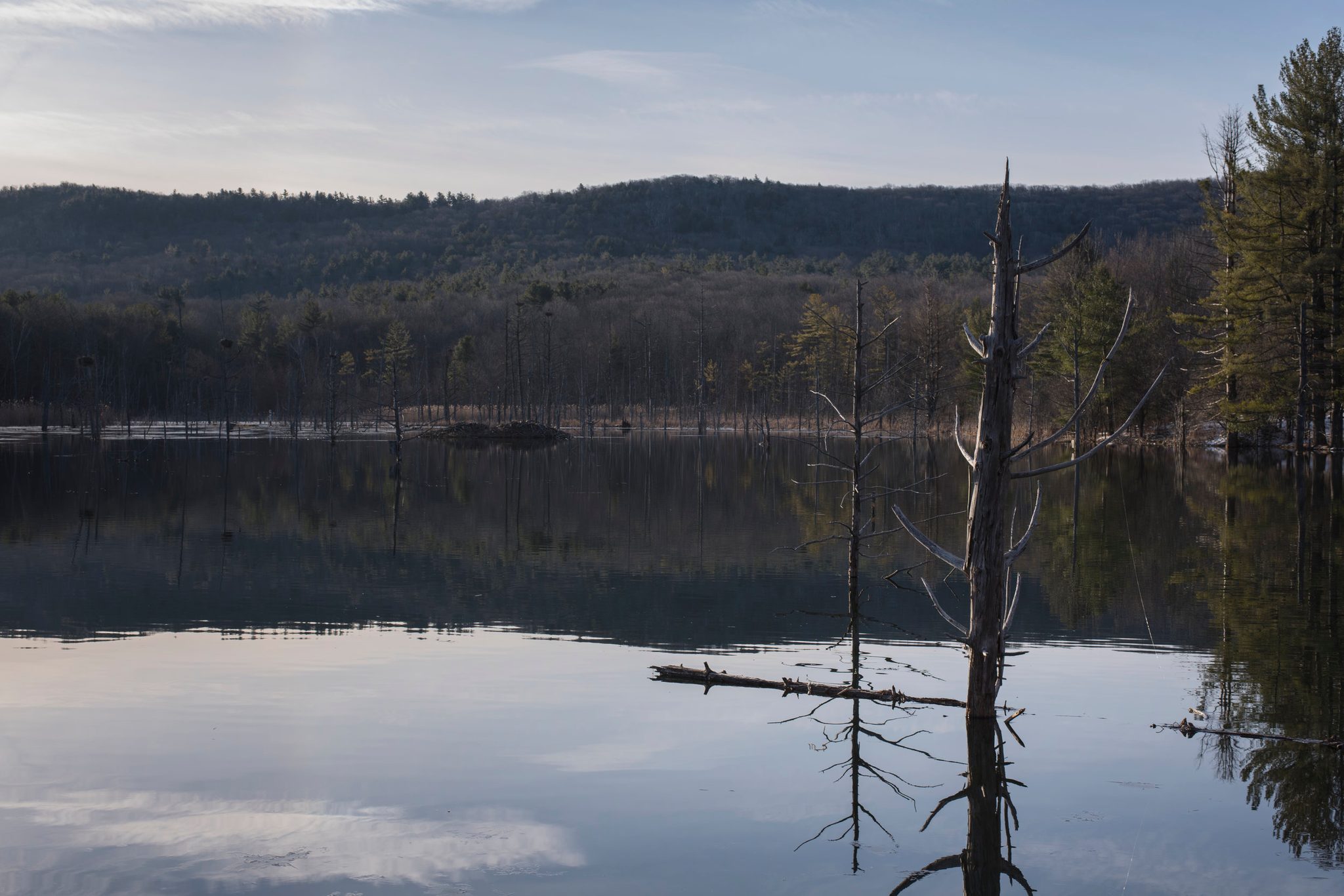Dead trees stand in the still lake, doubled in its surface.