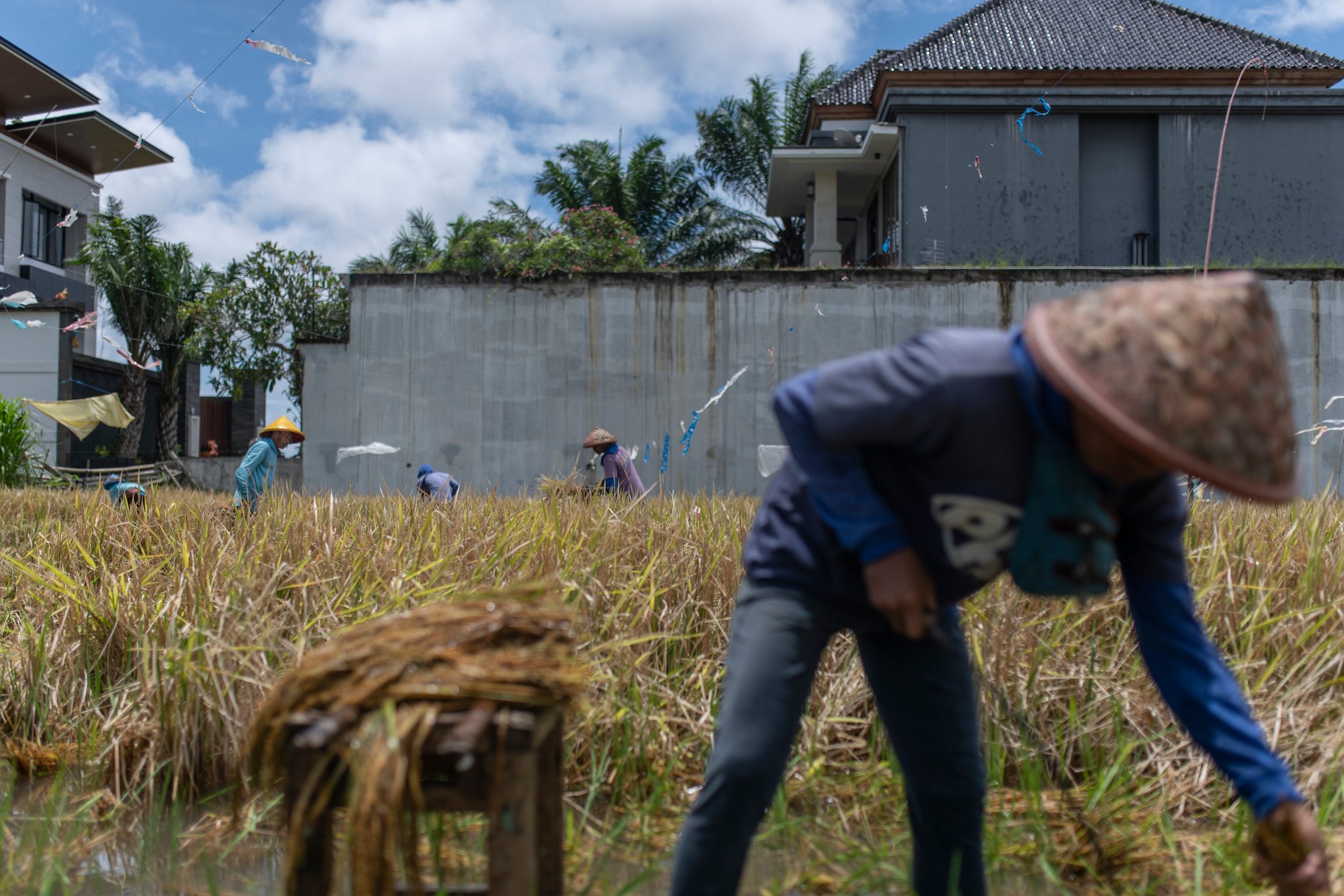 Under a woven hat, a harvester reaches down for another bundle of rice.