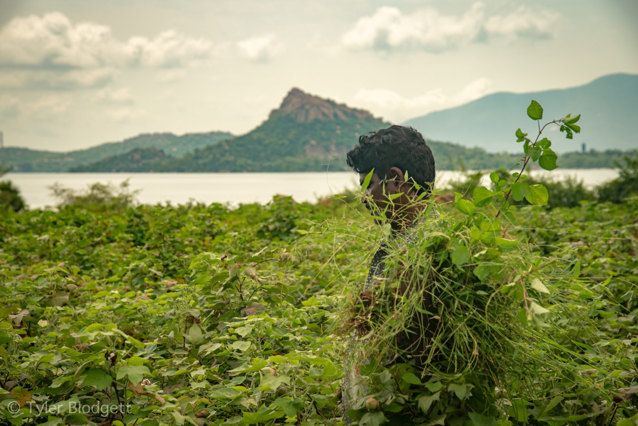 A man shoulders a huge bundle of greens beneath the rocky peak.