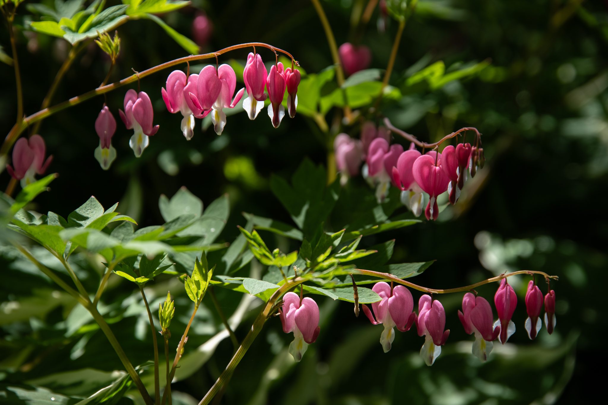 Bleeding heart hangs its row of pink lanterns over the path.