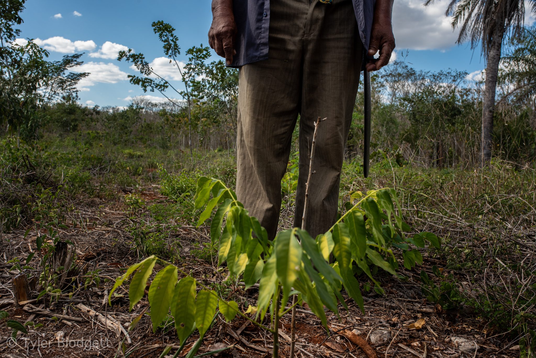 A young tree stands knee high beside a farmer's boots in the milpa.