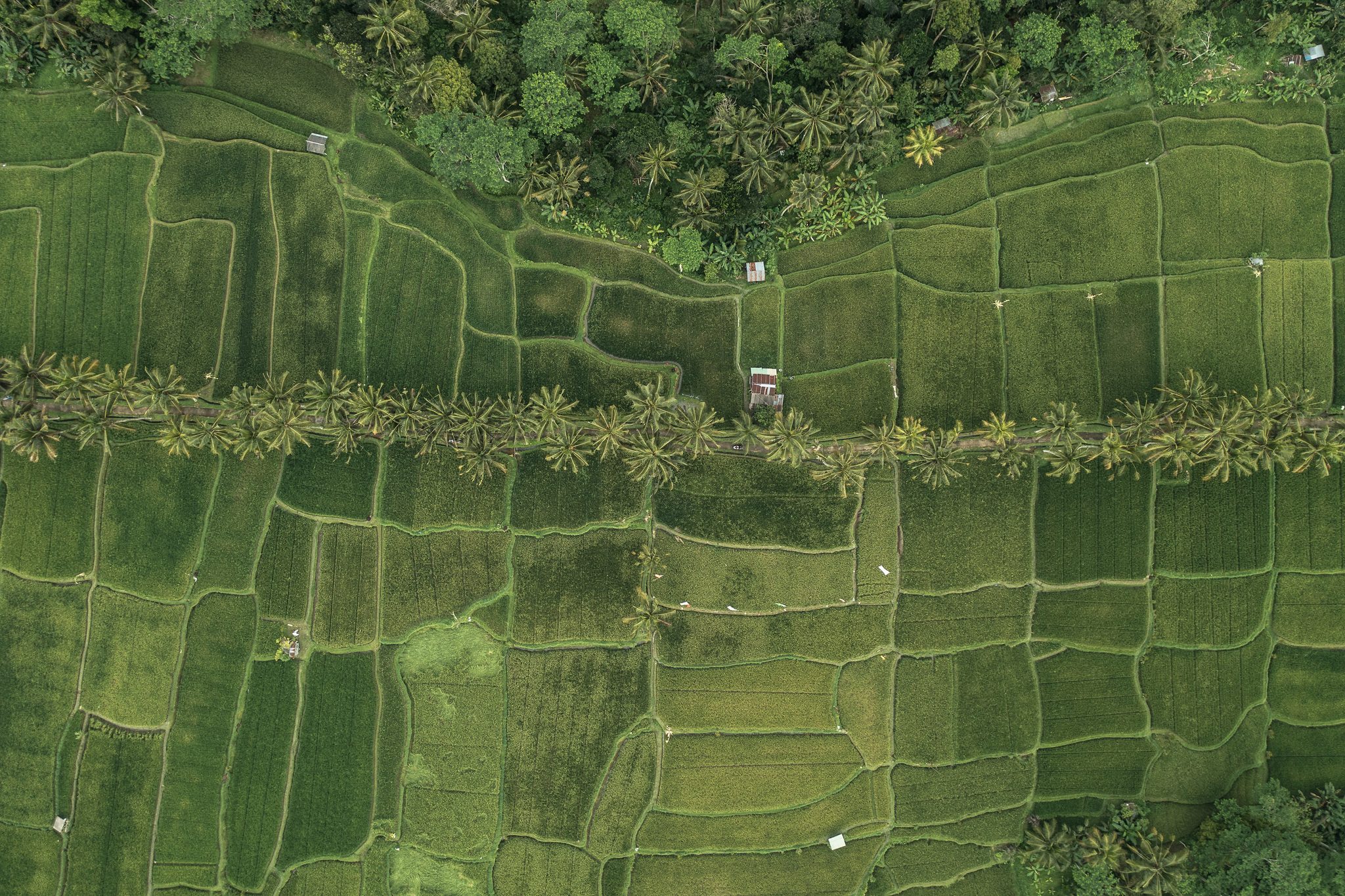 From above, a row of palms splits the rice paddies down the middle.