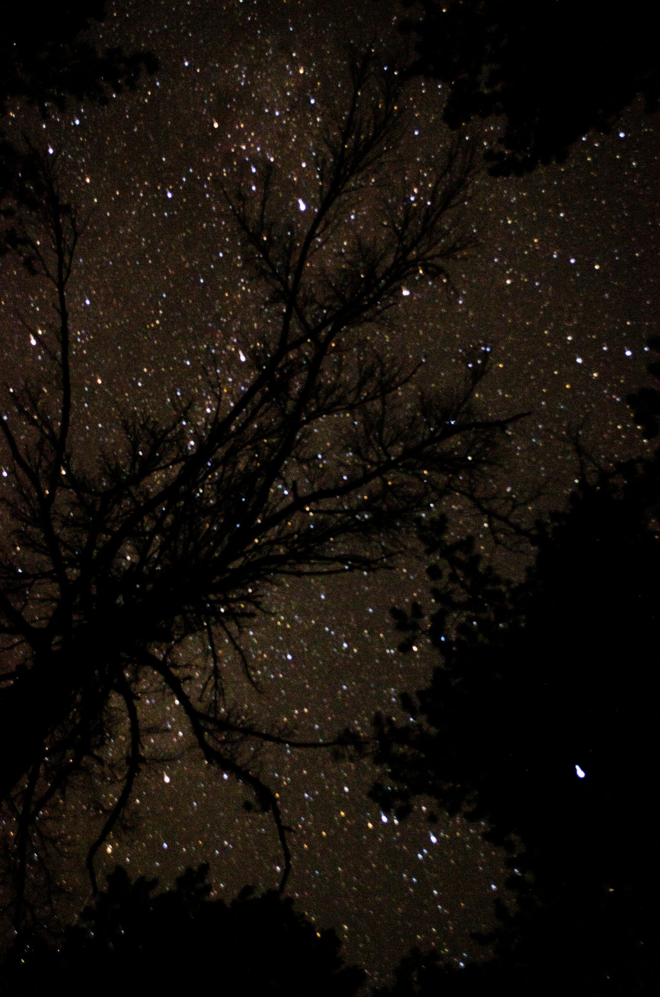Stars fill every gap between the branches. We look into the night sky and we see ourselves.