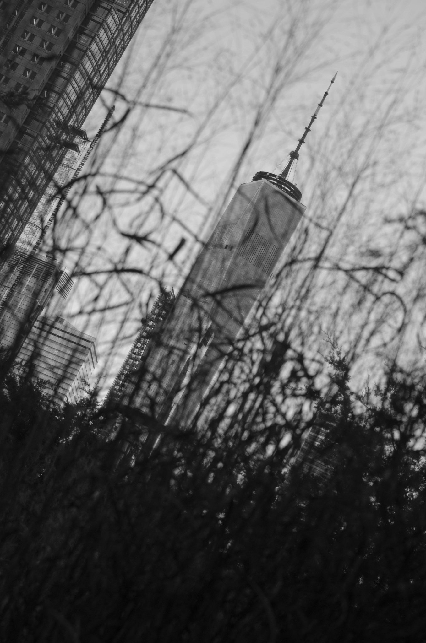 One World Trade rises through the bare branches, in black and white.