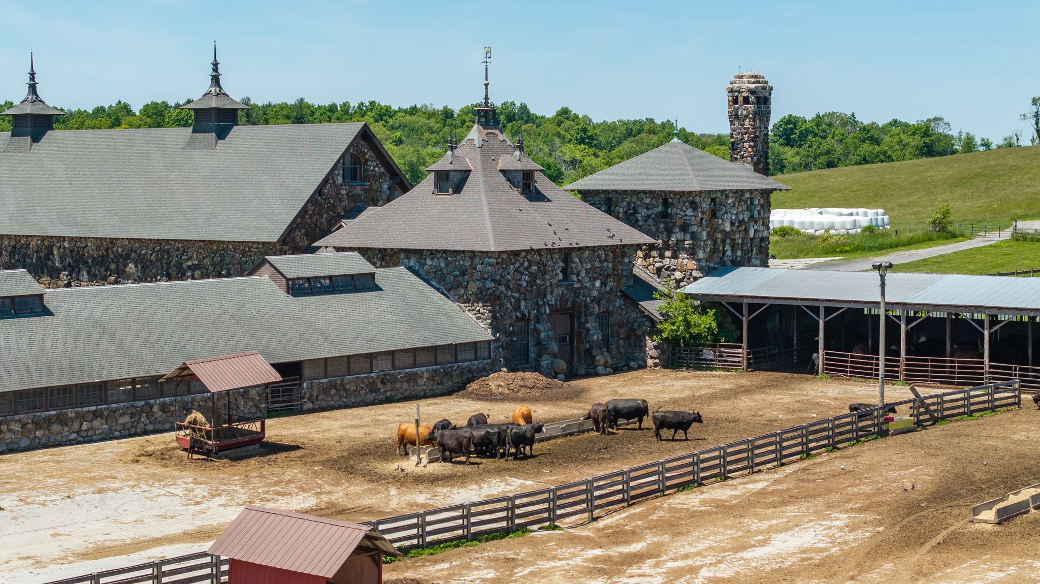 Cattle feeding in the barnyard below slate roofs, cupolas and a round fieldstone tower on a bright June day.