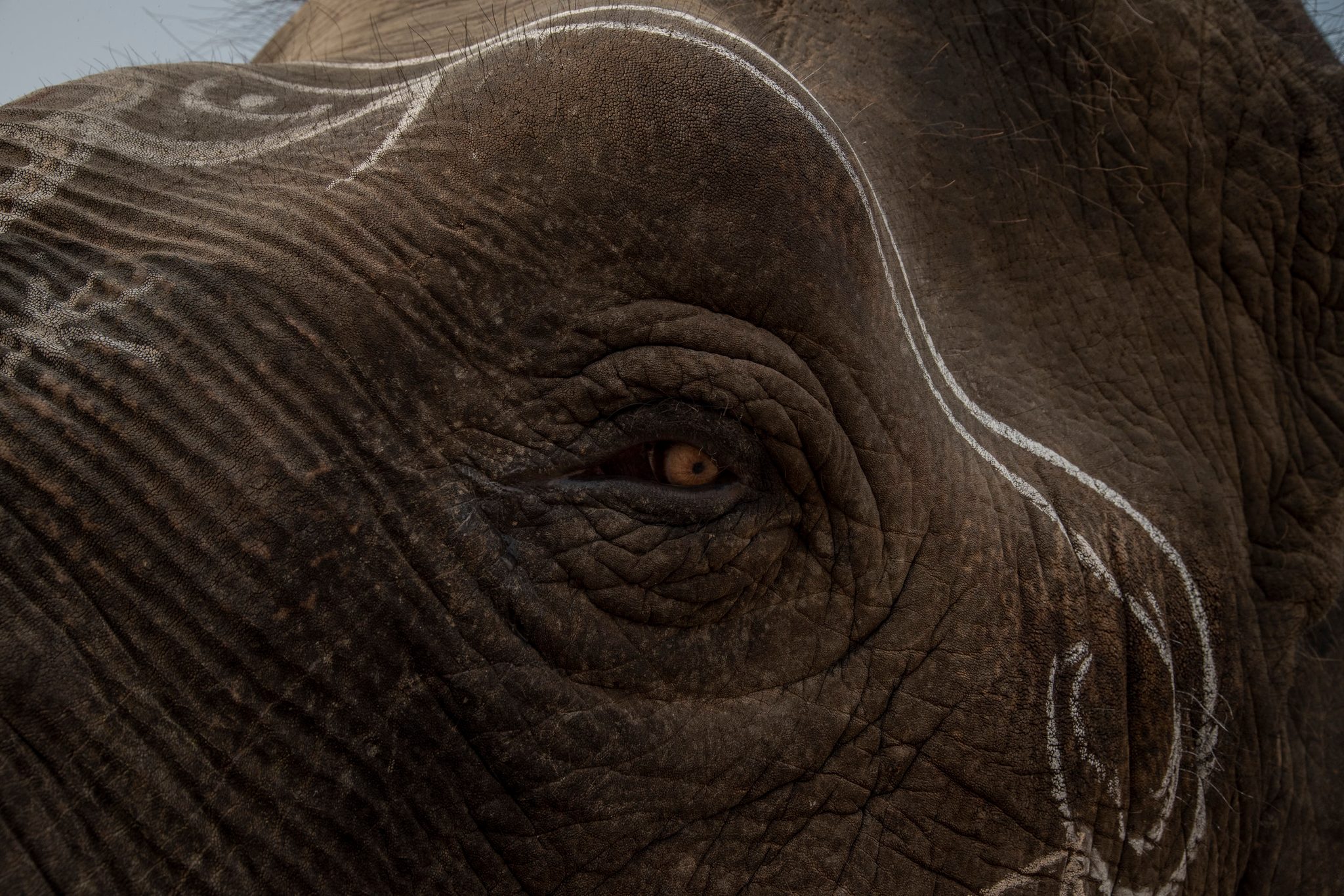 An elephant named Lakshmi collects money from bystanders as her owner commands her to do various tricks.