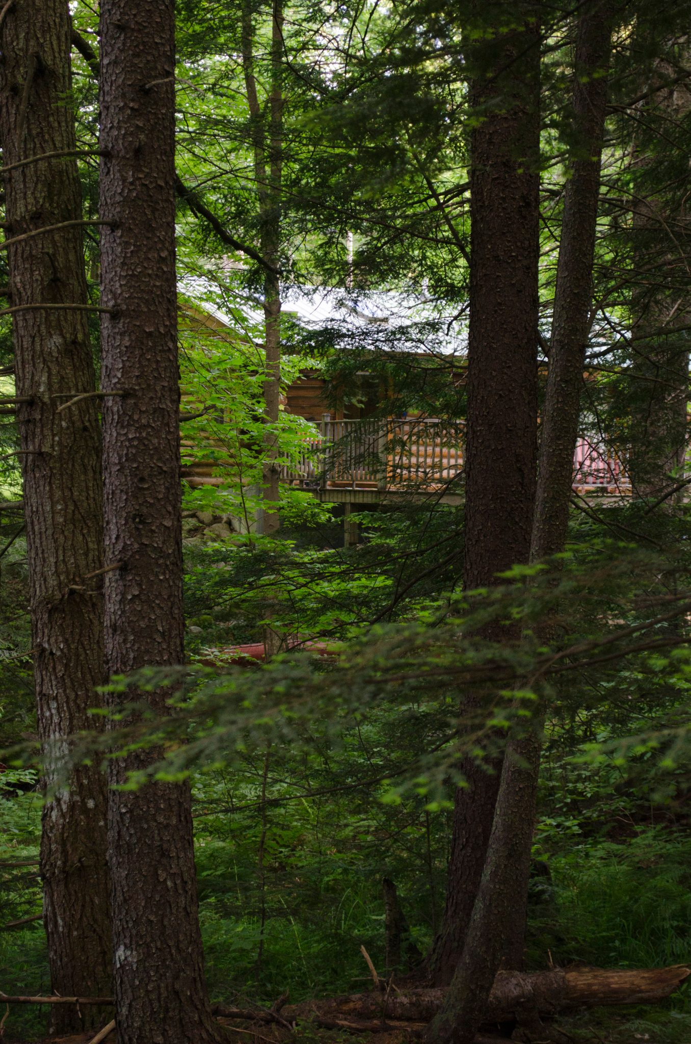 A cabin hides among the tall trunks of the whispering pines.