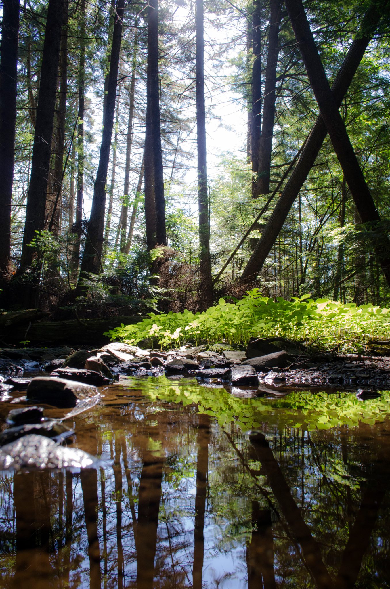 Light slants through the tall pines onto a brook and bright moss.