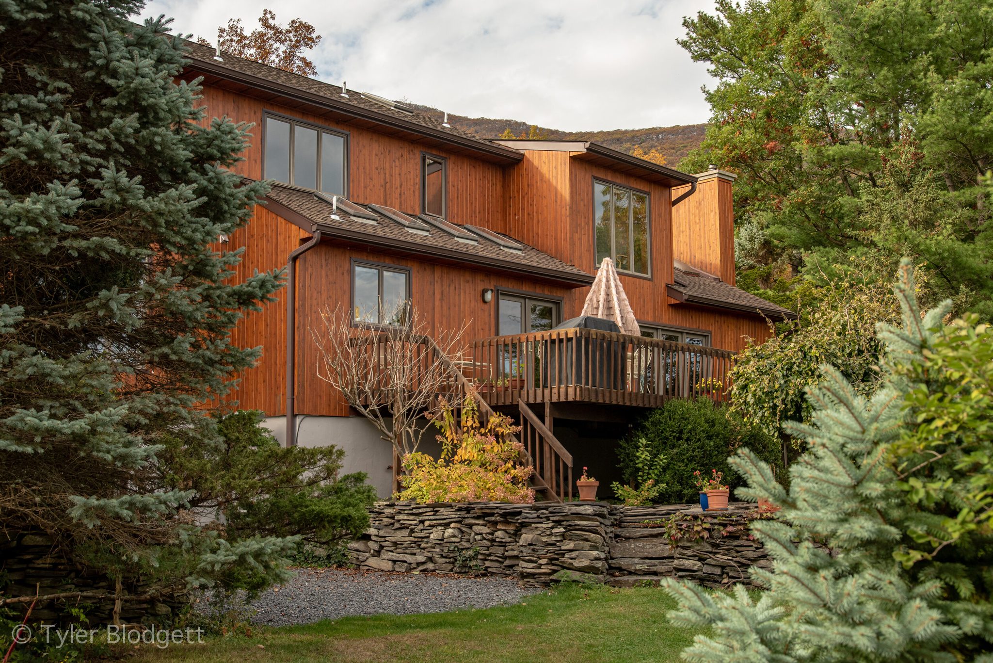 Cedar siding glows against the blue spruce, a stone wall holding the garden in place.