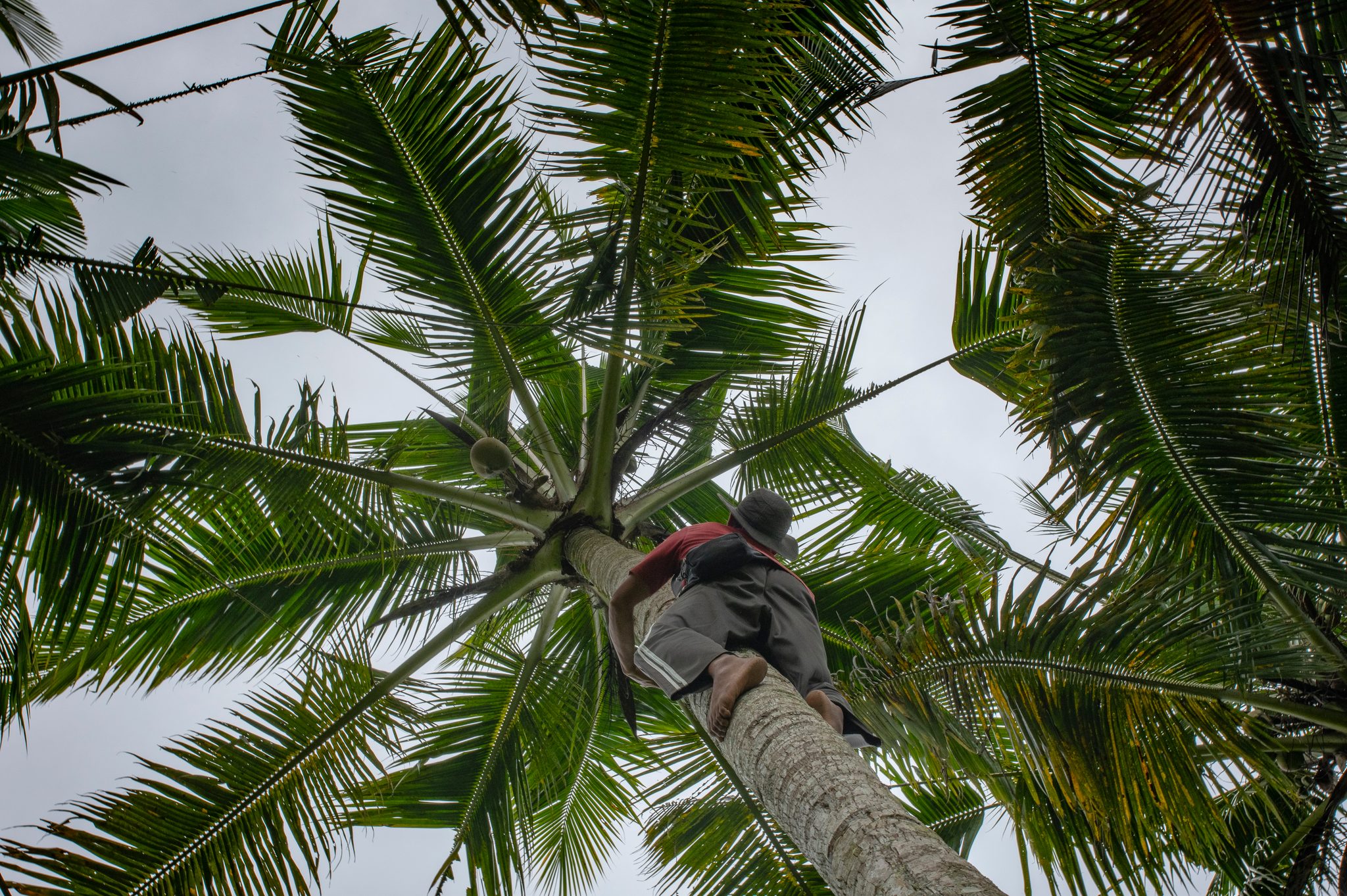 From the ground, a climber is a small shape near the top of a coconut palm.