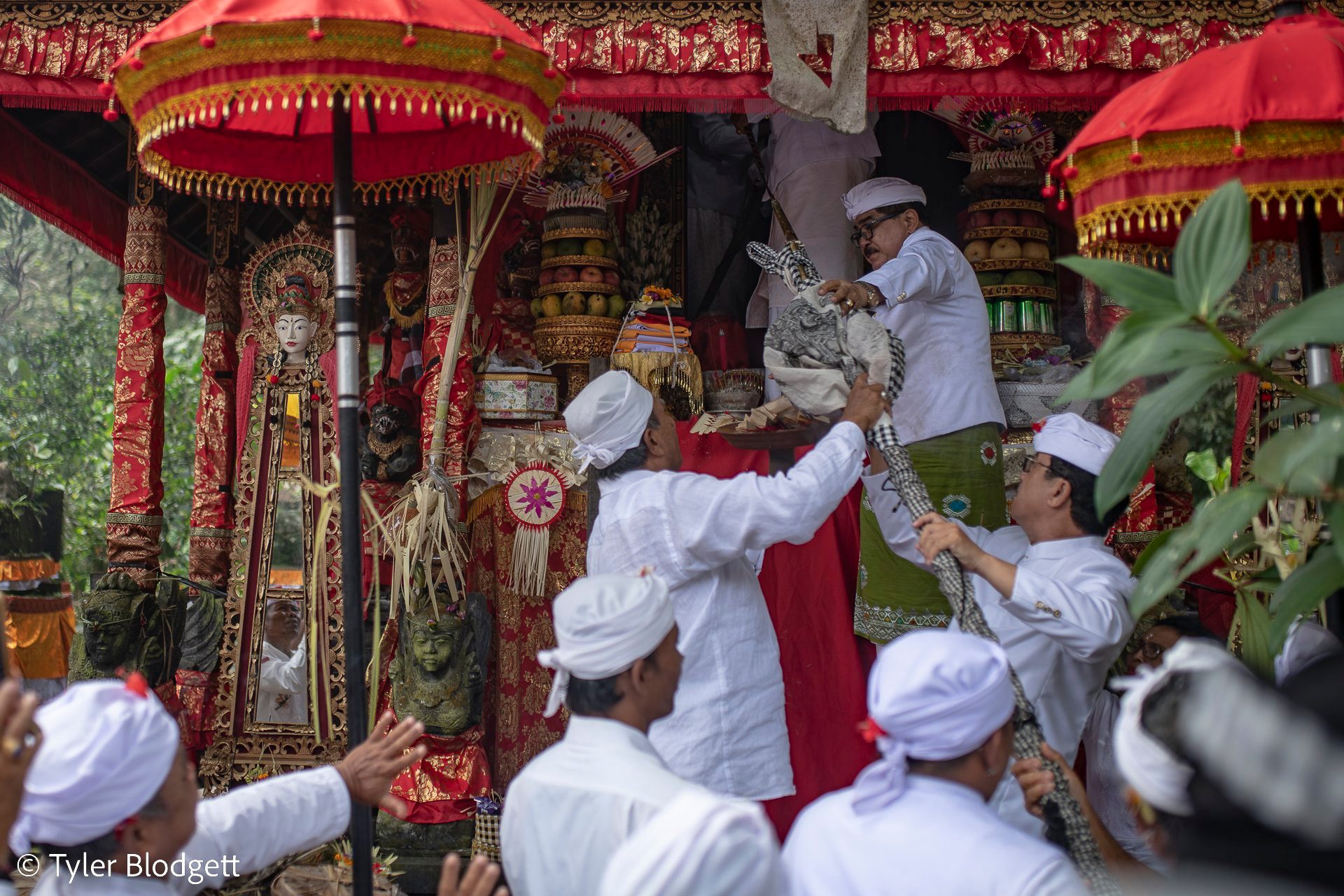 Men in white headcloths dress the shrine in red and gold, lifting the sacred figures into place.