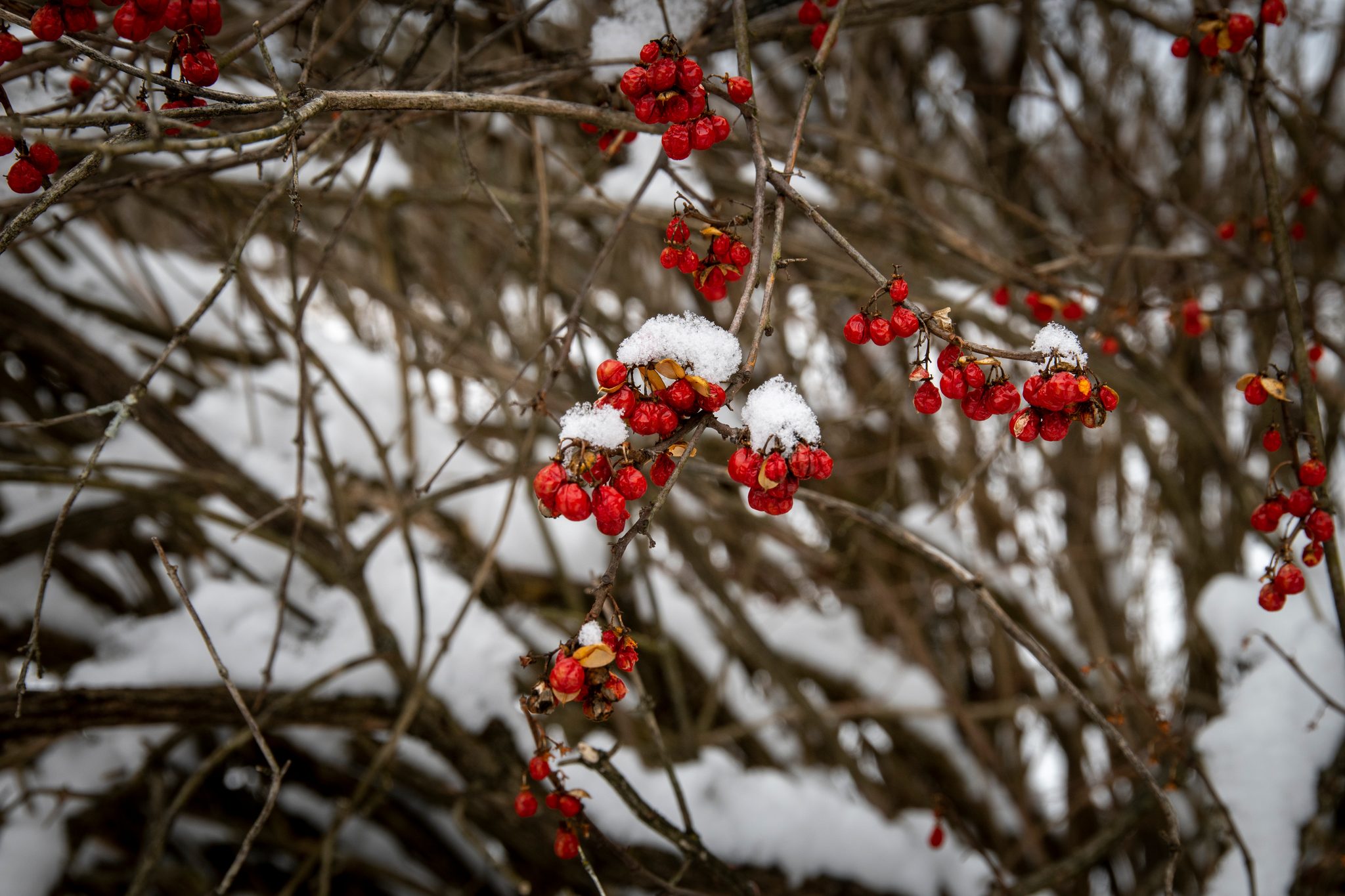 Bittersweet berries wear small caps of snow.