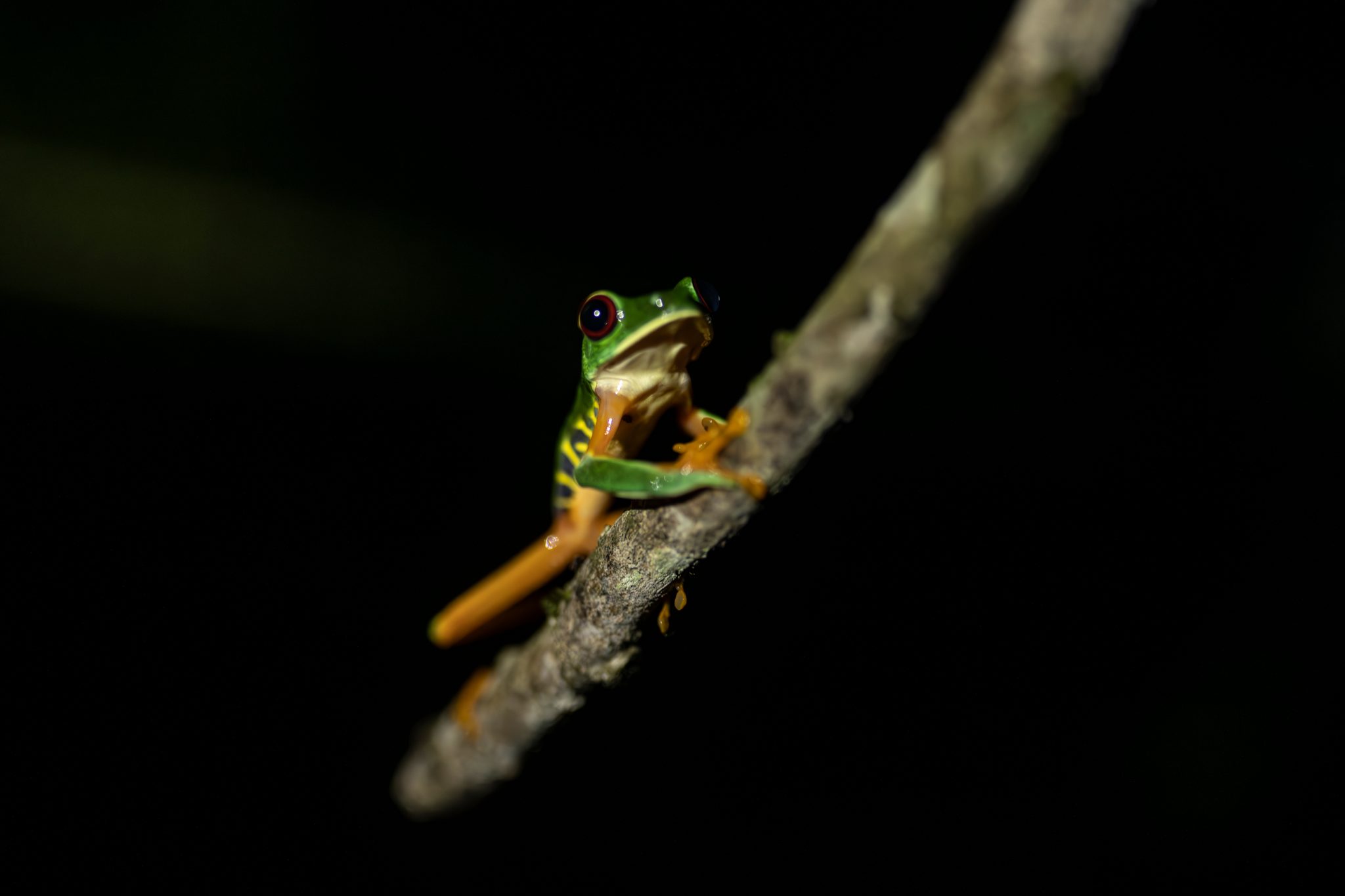 A tree frog with orange feet holds to a bare twig in the dark.