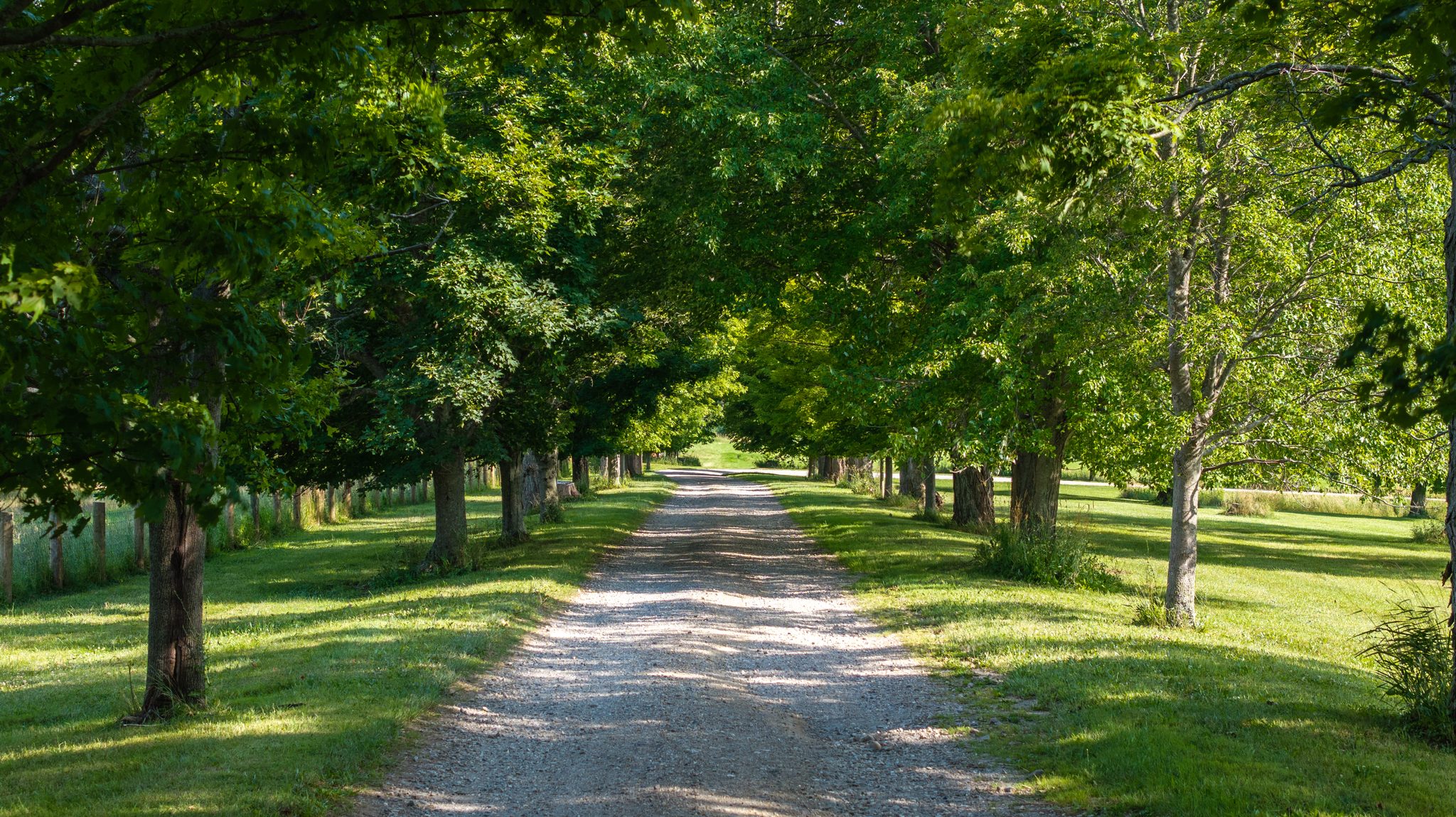 A gravel drive runs straight between two rows of mature maples, dappled shade on the grass on either side.