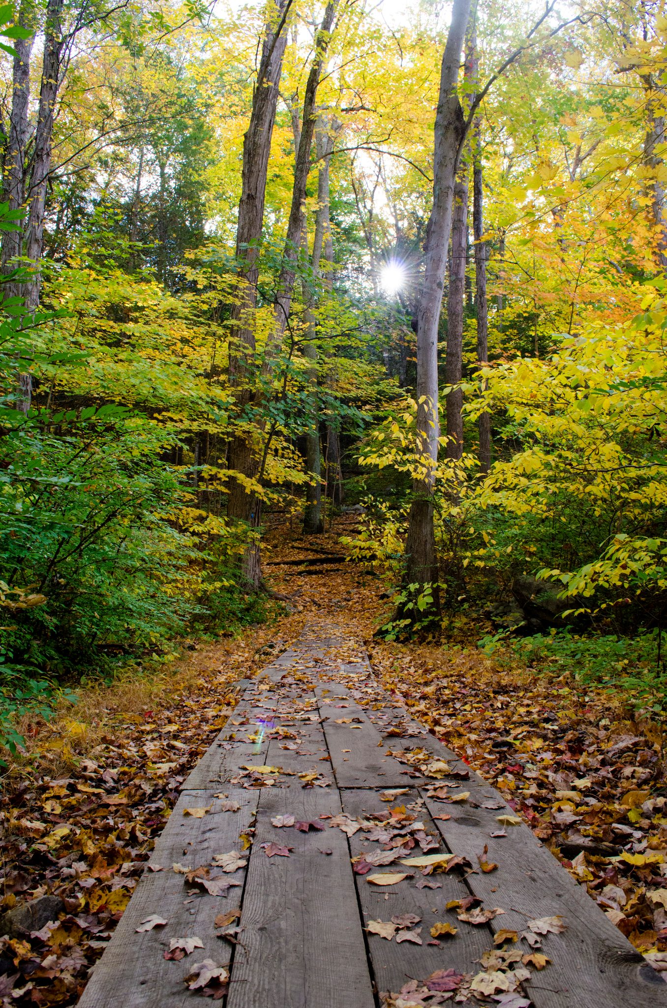A boardwalk of wet planks leads into the autumn woods.
