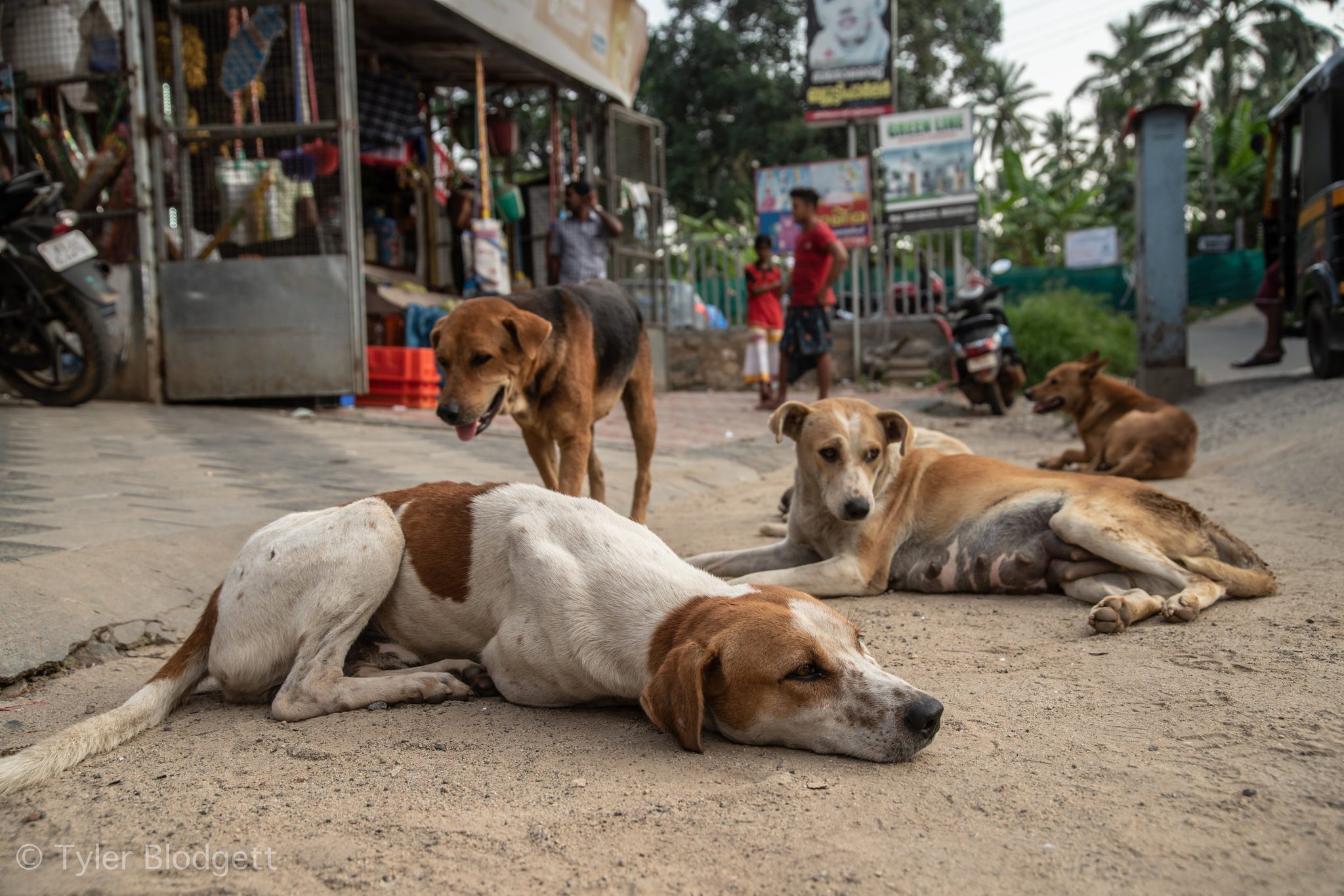 Street dogs doze in the dust outside the roadside shops.