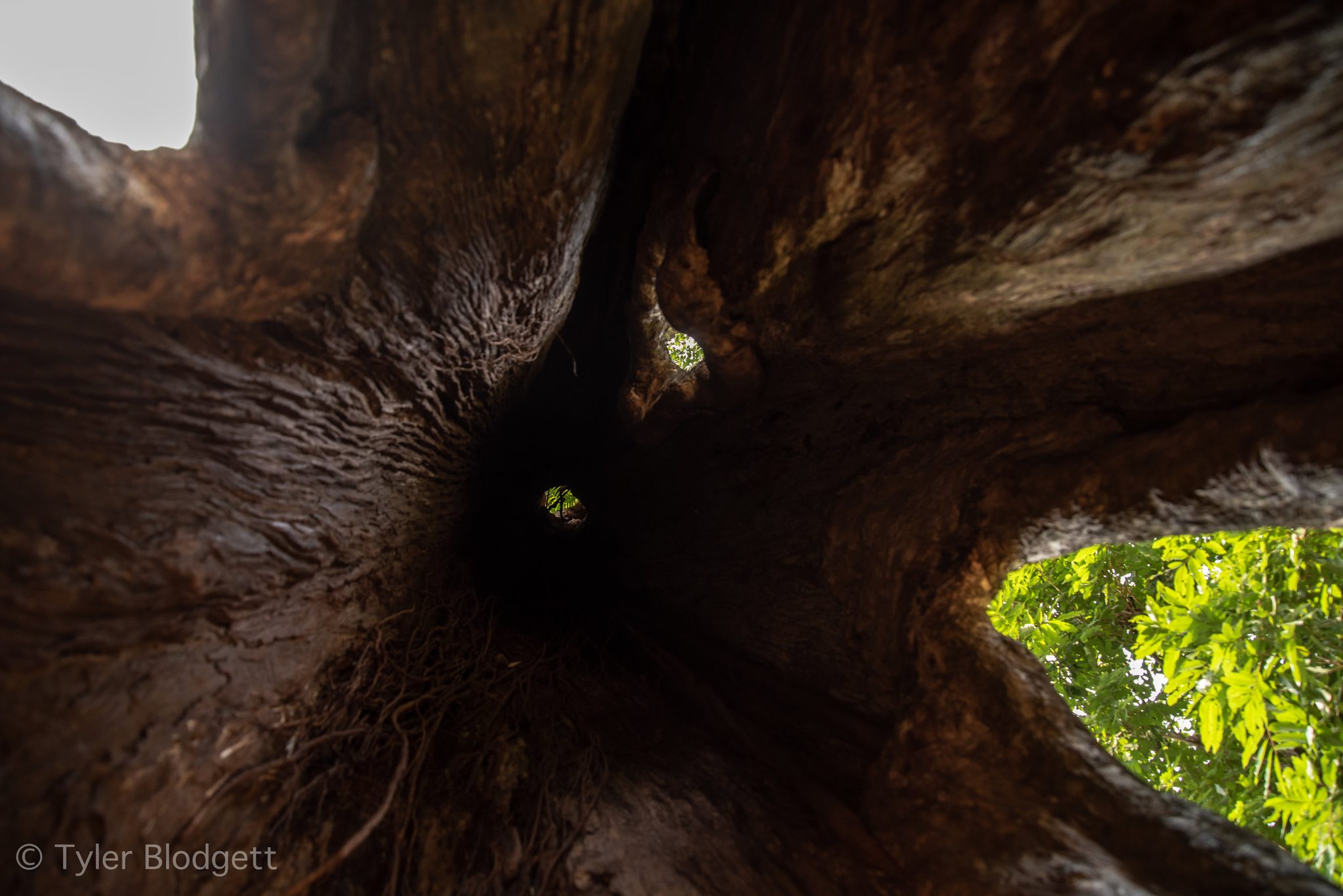 Looking up through the hollow of a great tree.