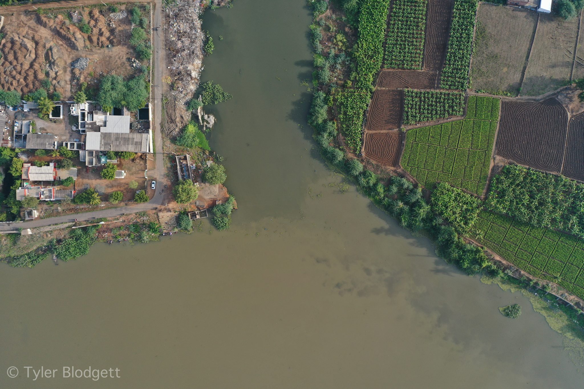 The river splits around a bank of fields and houses.