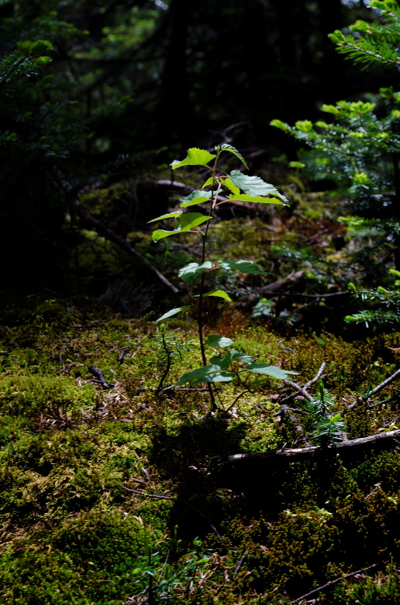A sapling reaches up through the moss in a patch of sun.