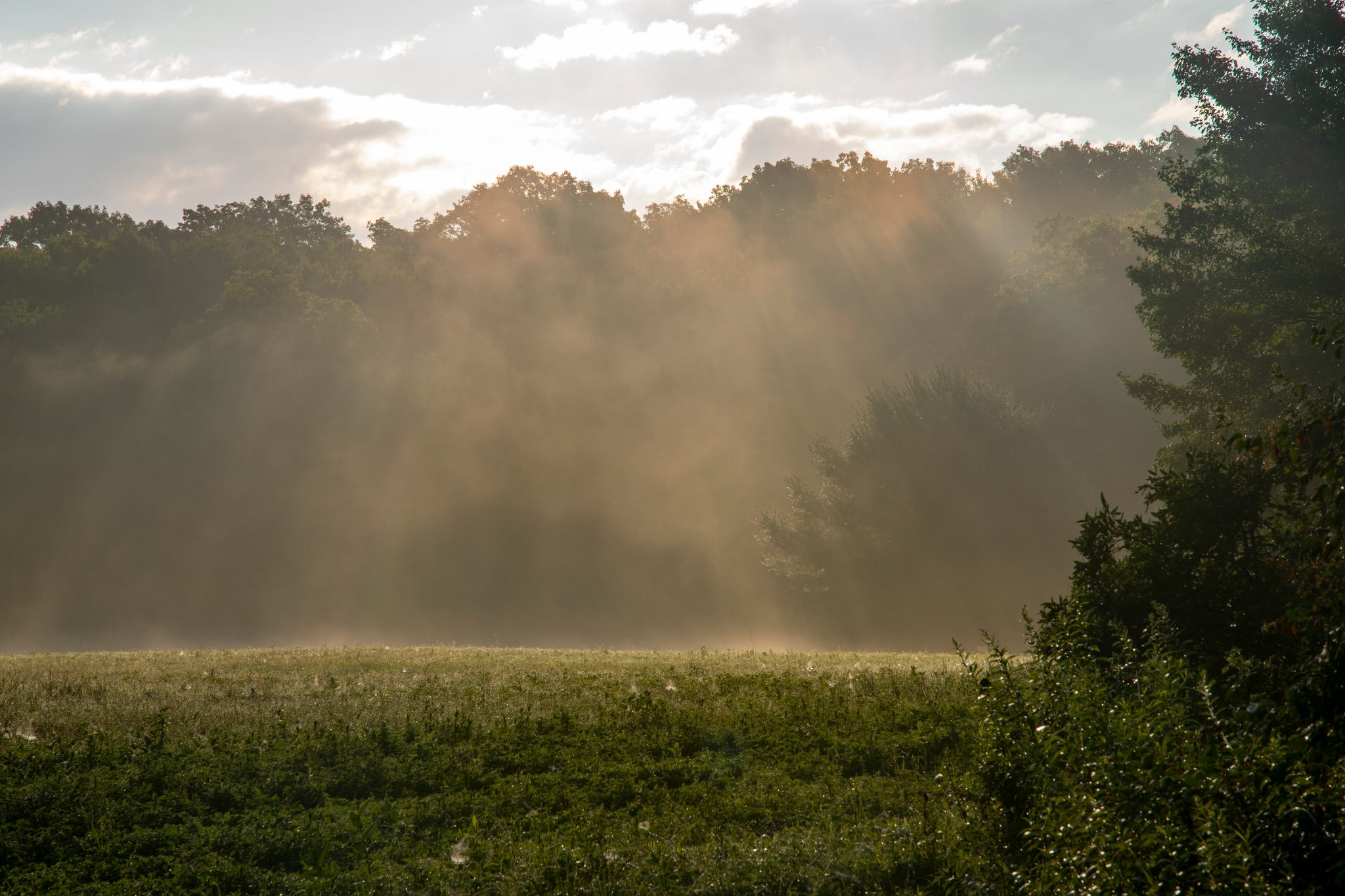 Sunlight breaks through the fog and falls across the meadow in long rays.