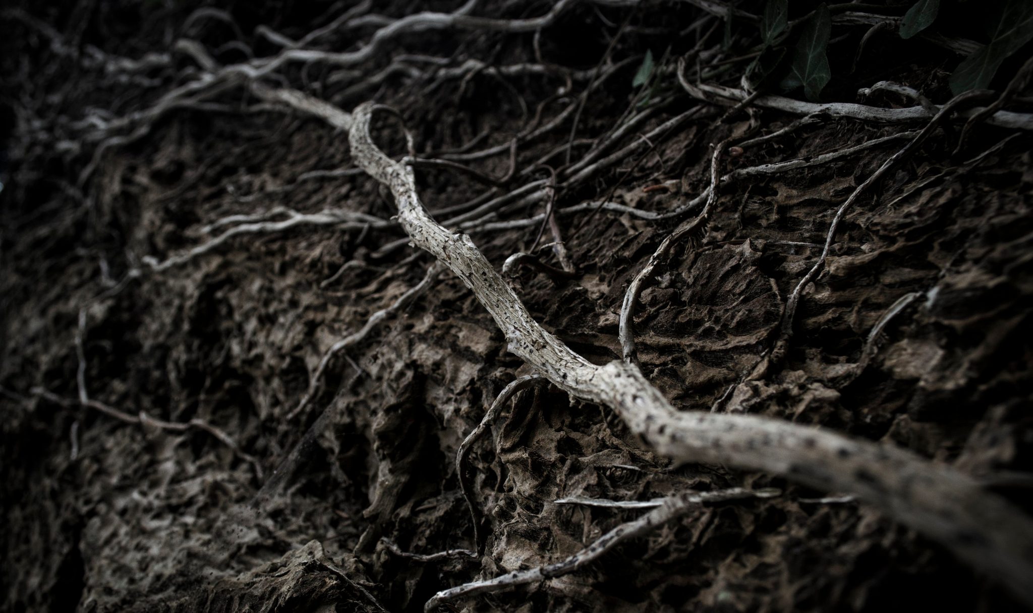 Bare roots claw across the dark earth.