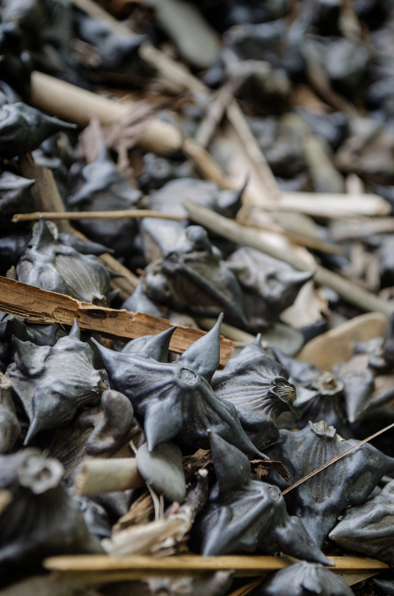 Spiked water chestnut pods heaped on the shore, sharp as caltrops.