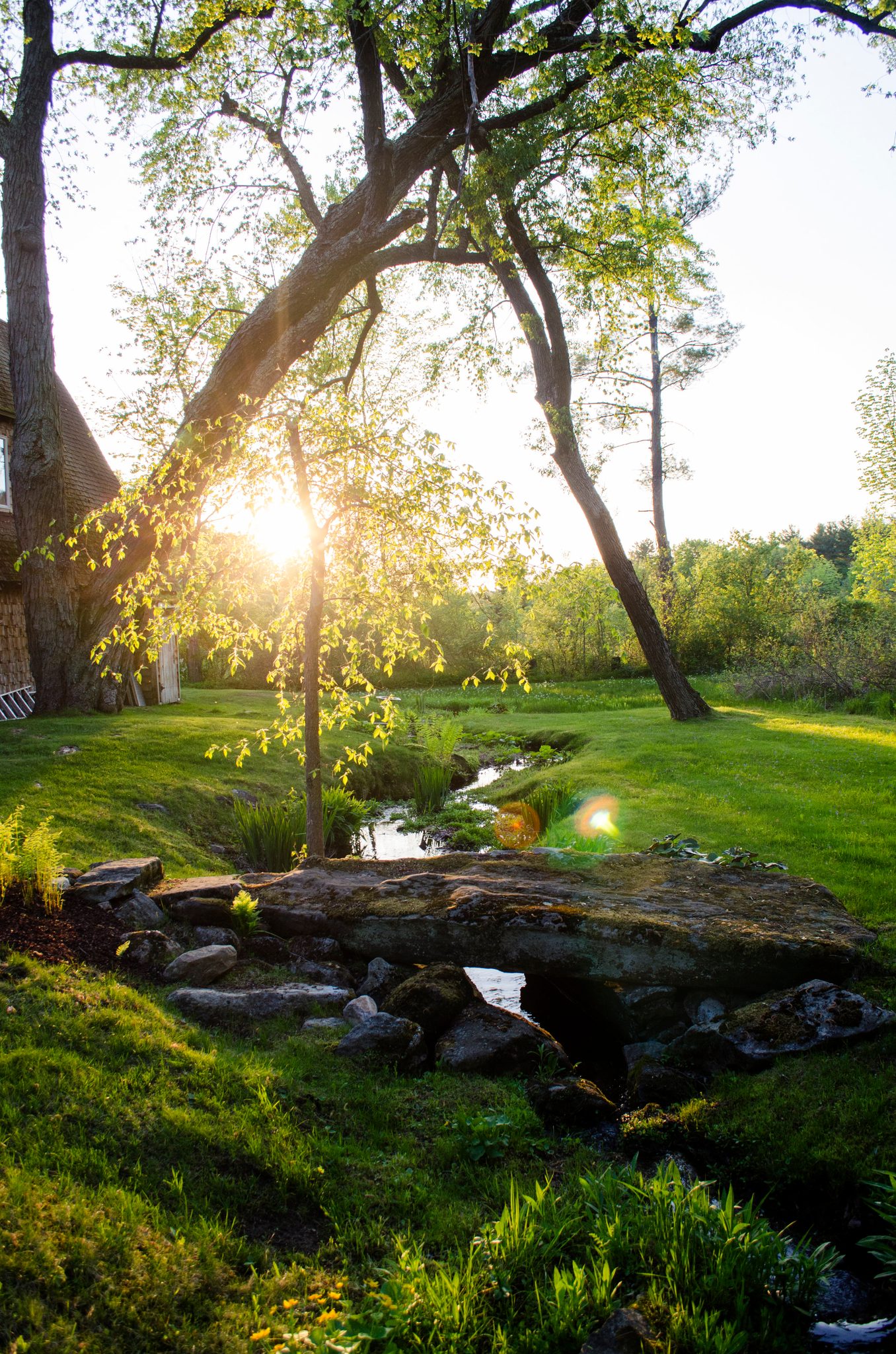 A stream winds through the grass, lit by the sun going down behind the trees.