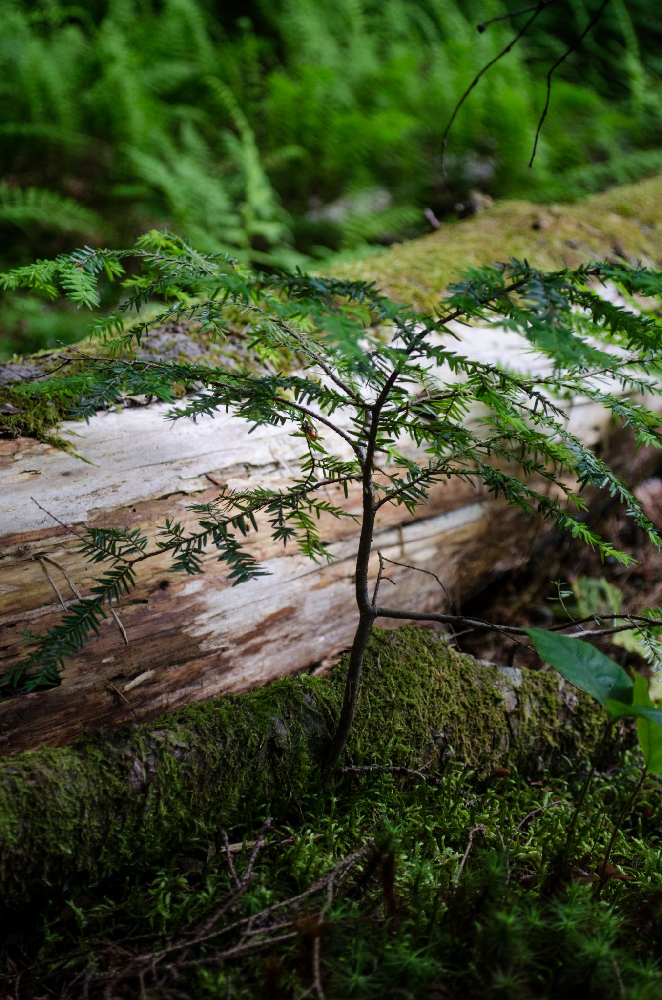A baby hemlock takes root on a mossy fallen log.