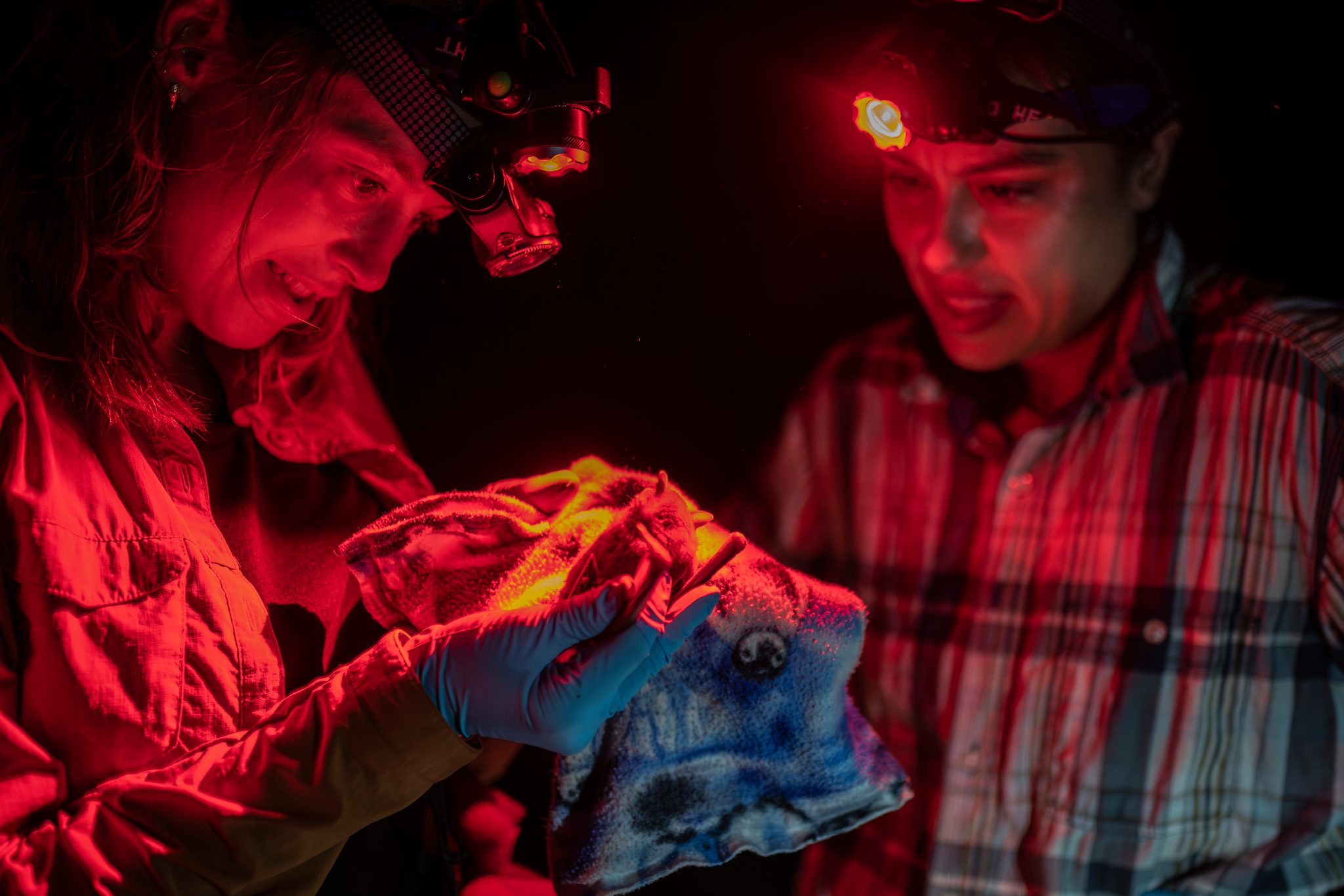 By red headlamp, a bat wrapped in cloth passes between two researchers.