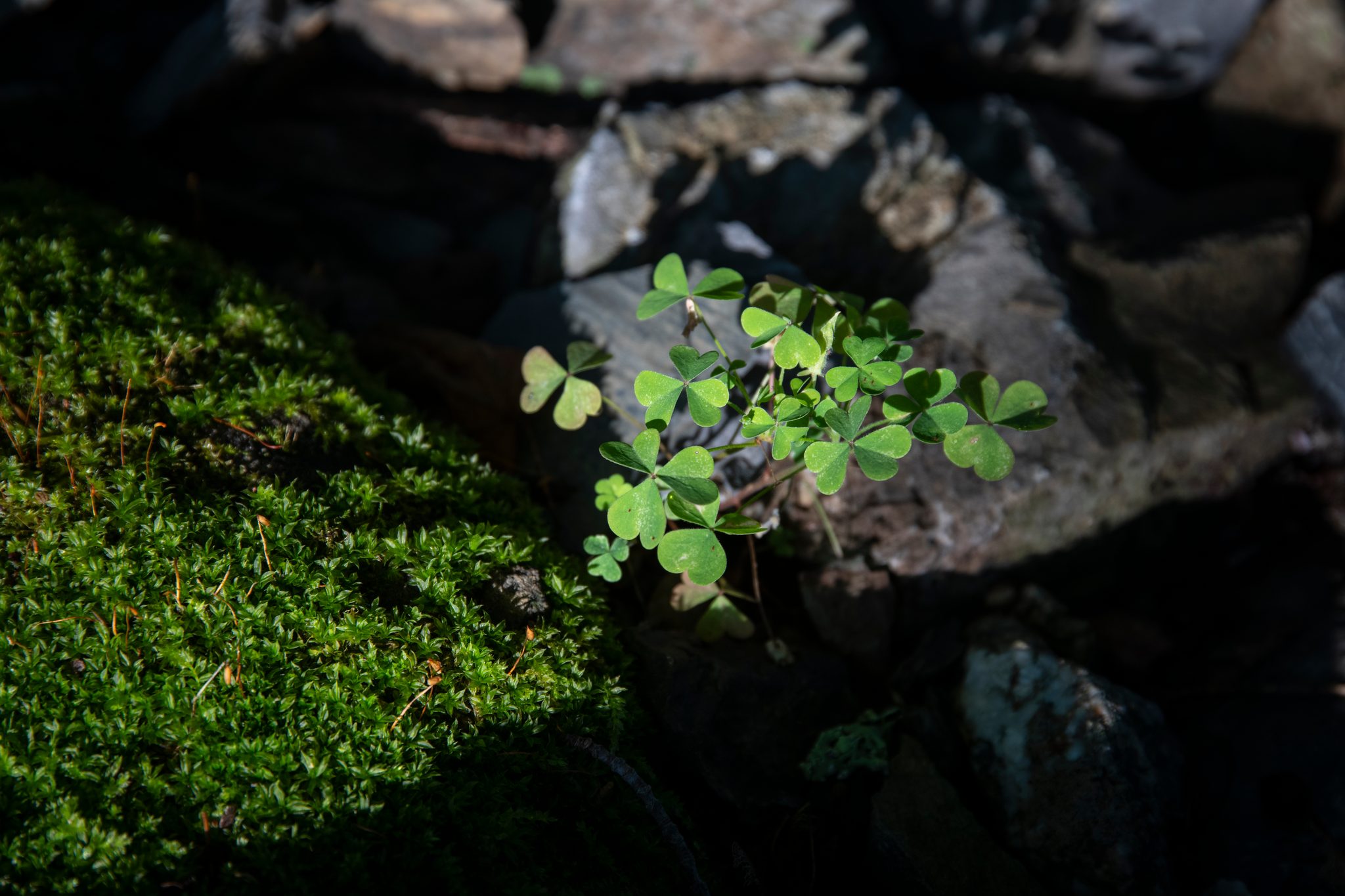 Wood sorrel finds a foothold where moss meets stone.