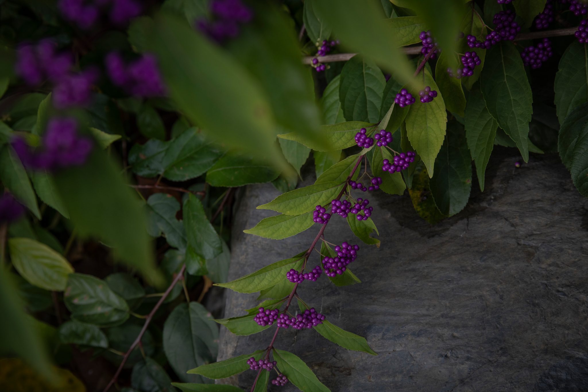 Beautyberry lets down clusters of violet fruit against the stone.