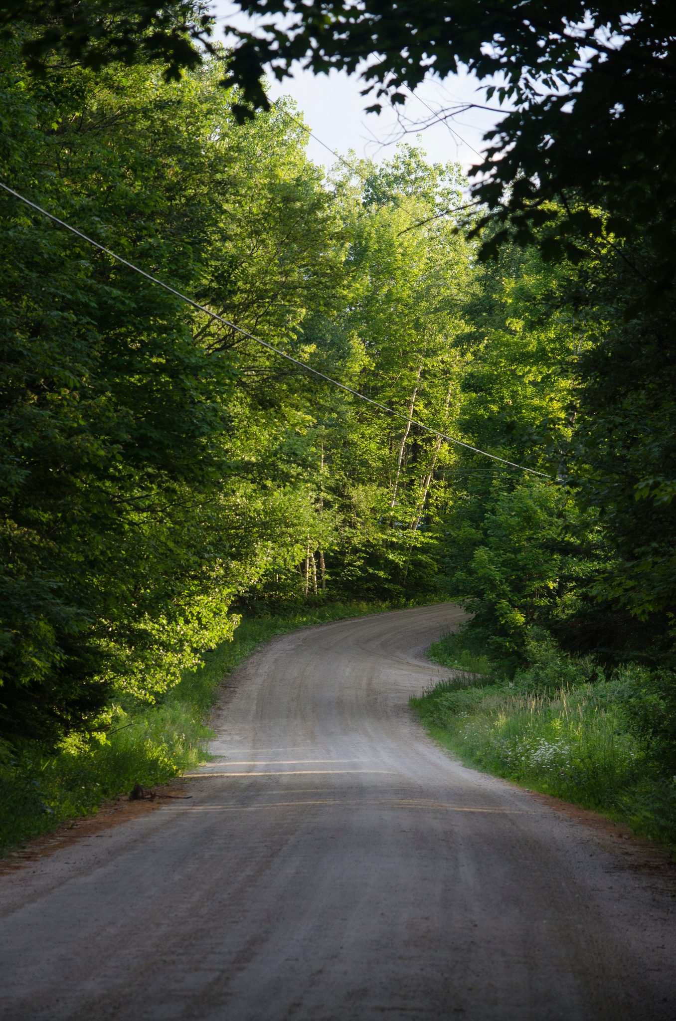 A dirt road bends away through the green woods.