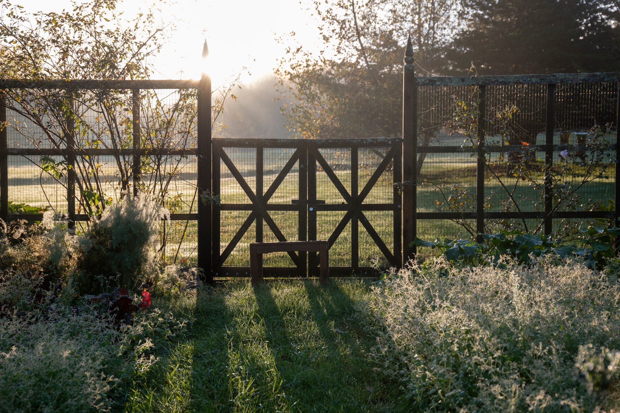 Morning sun backlights the garden gate, silver-leaved plants at its feet.