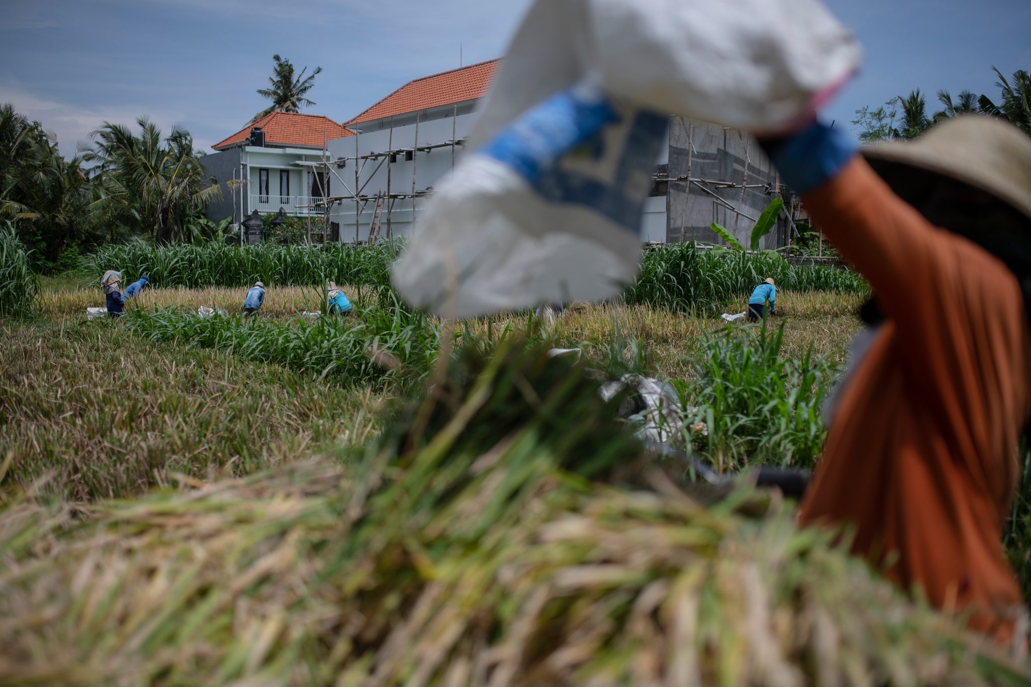 A sack of cut rice goes up onto a harvester's shoulder.