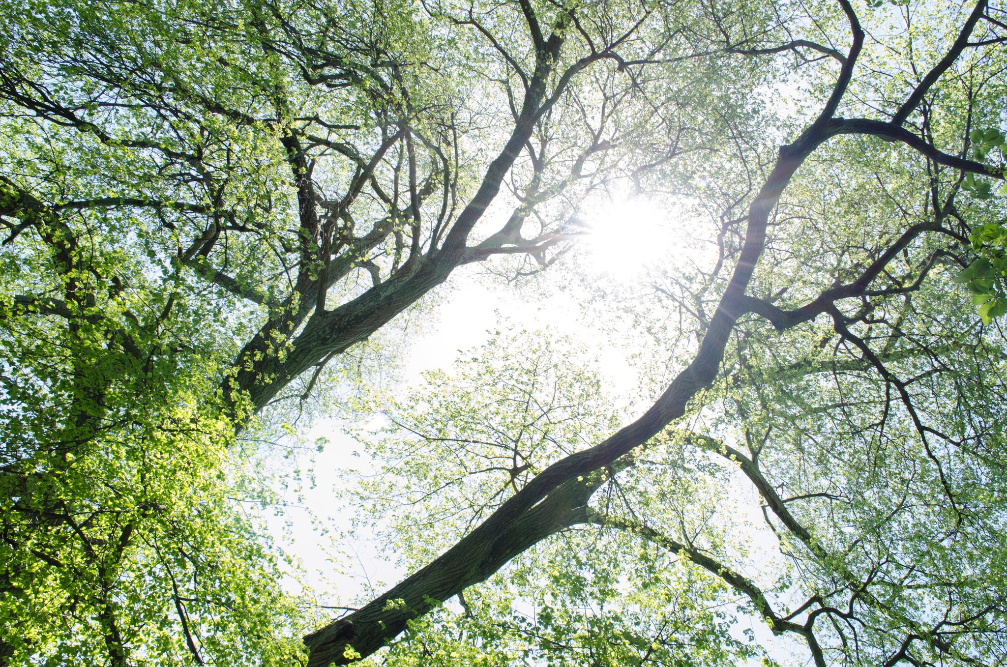 Looking up through spring leaves, the sun burning through the branches.