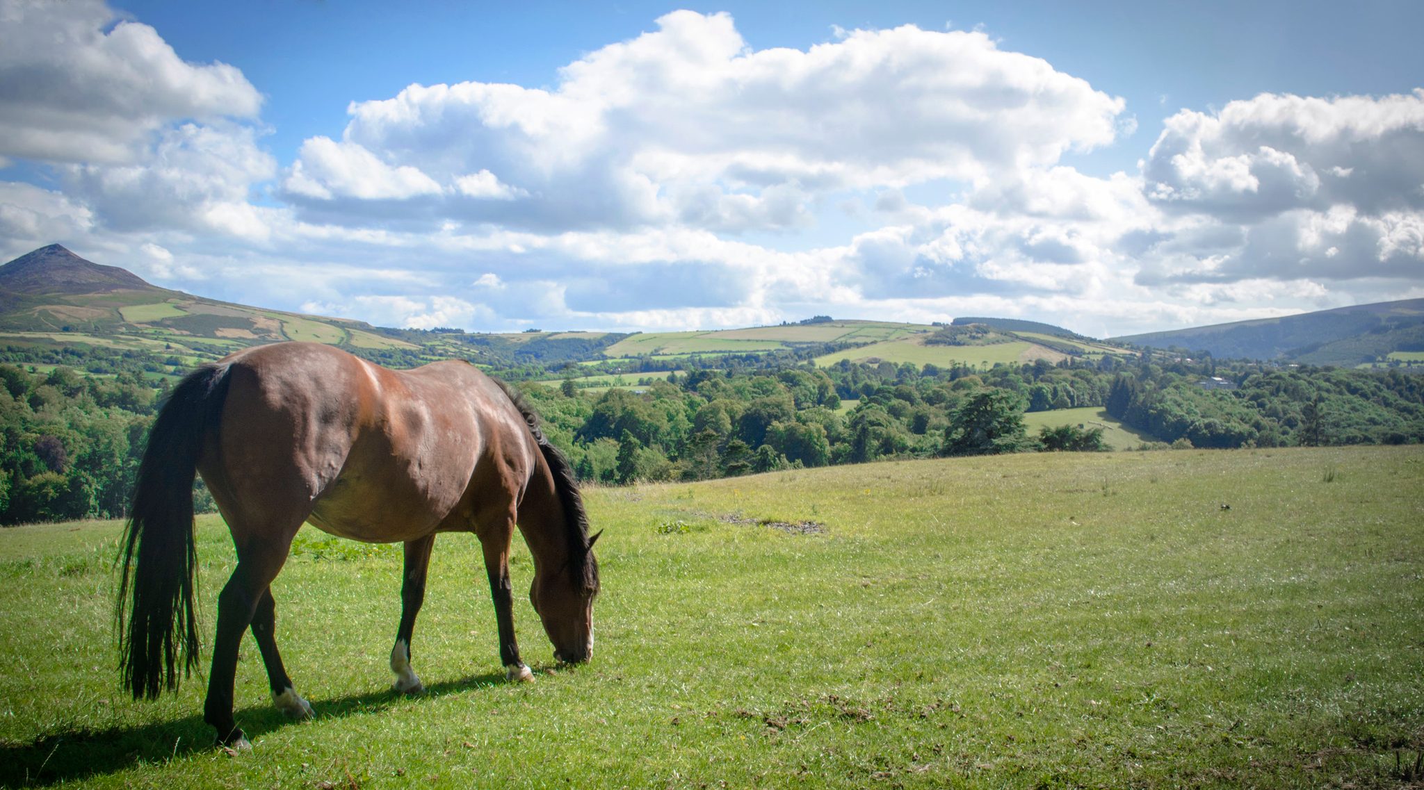 A horse grazes a hillside pasture beneath a sky of rolling clouds.