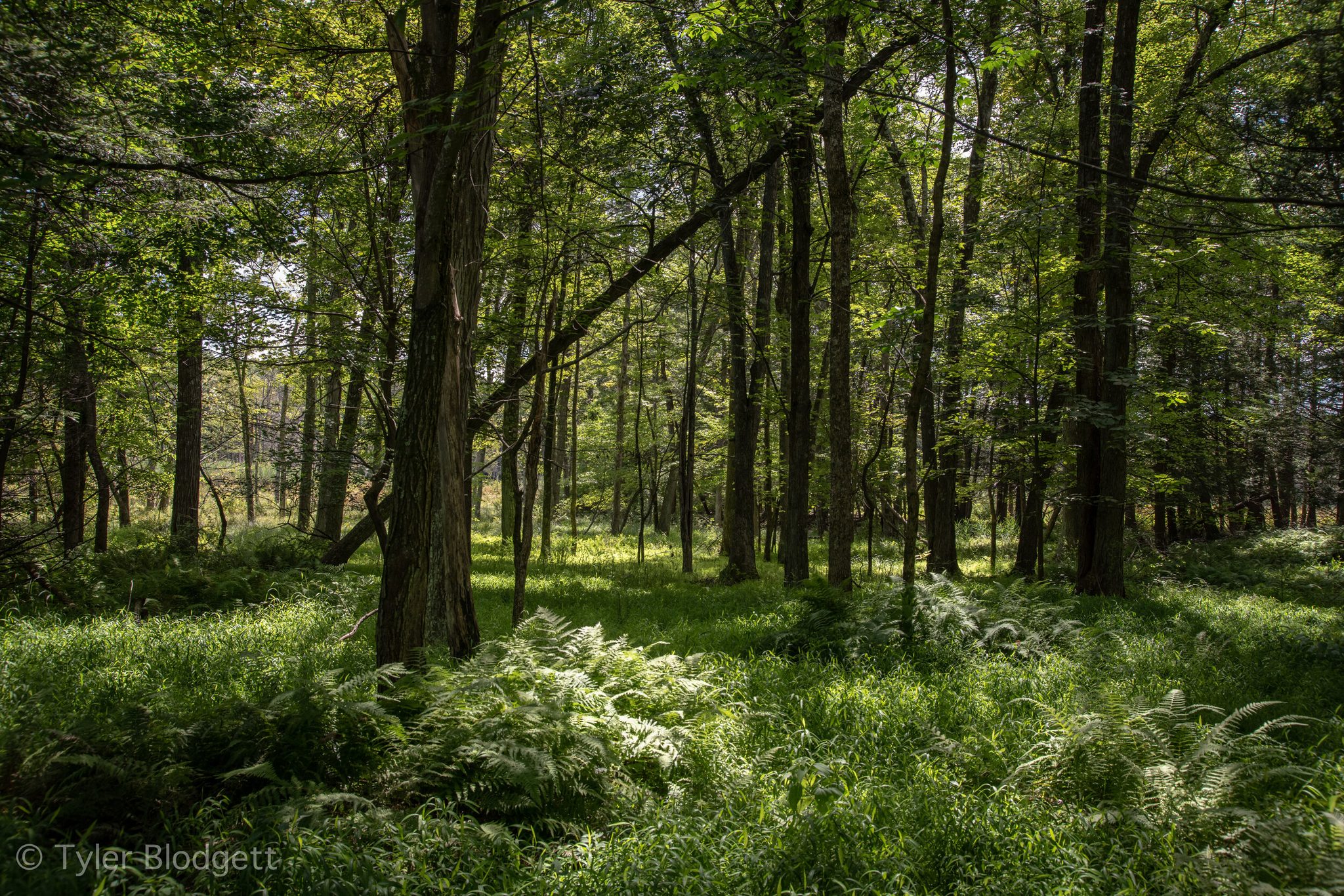 Ferns flood the understory beneath a canopy that lets the light through in pieces.