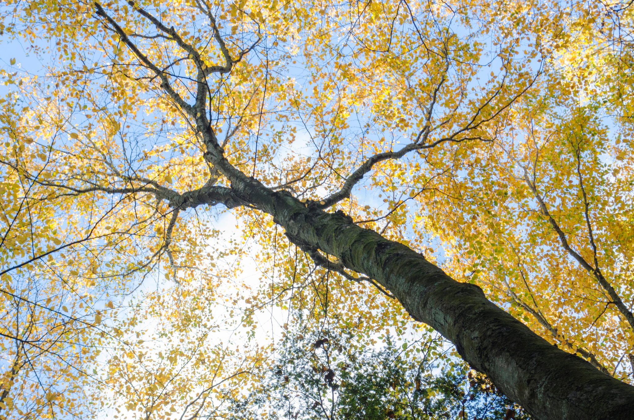 A tall trunk leans up into a crown of gold.