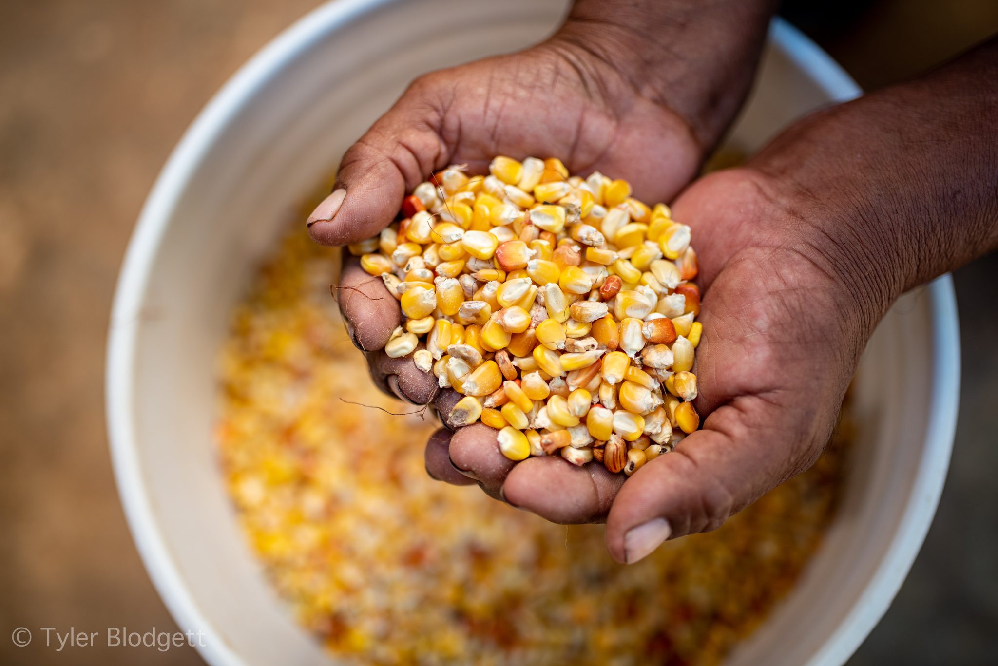 Two hands scoop dried corn kernels from a bucket.
