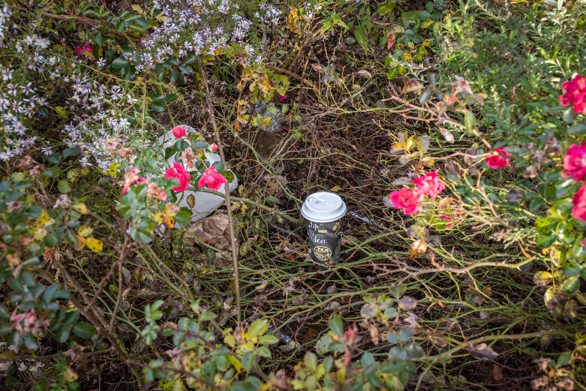 A paper cup caught in the rosebush, next on the list.