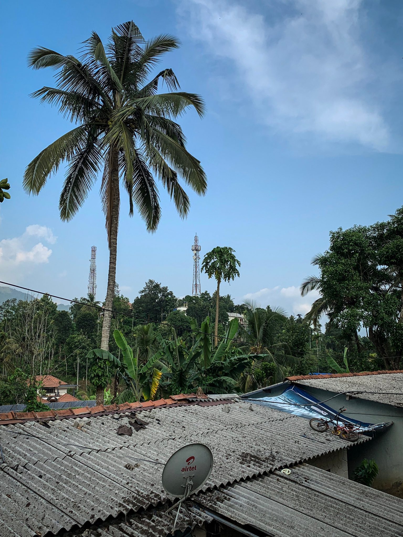 A coconut palm towers over the tin rooftops.