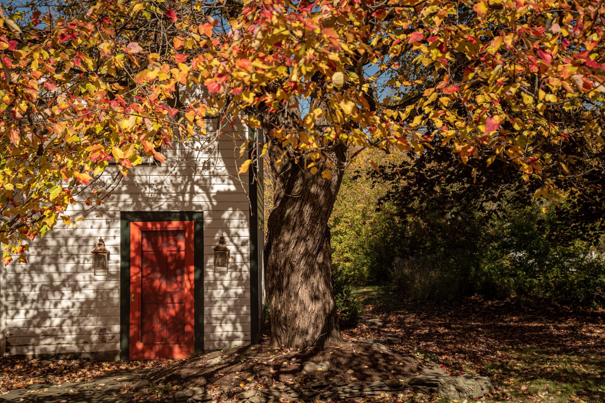 An old tree leans over a red door as the leaves come down.