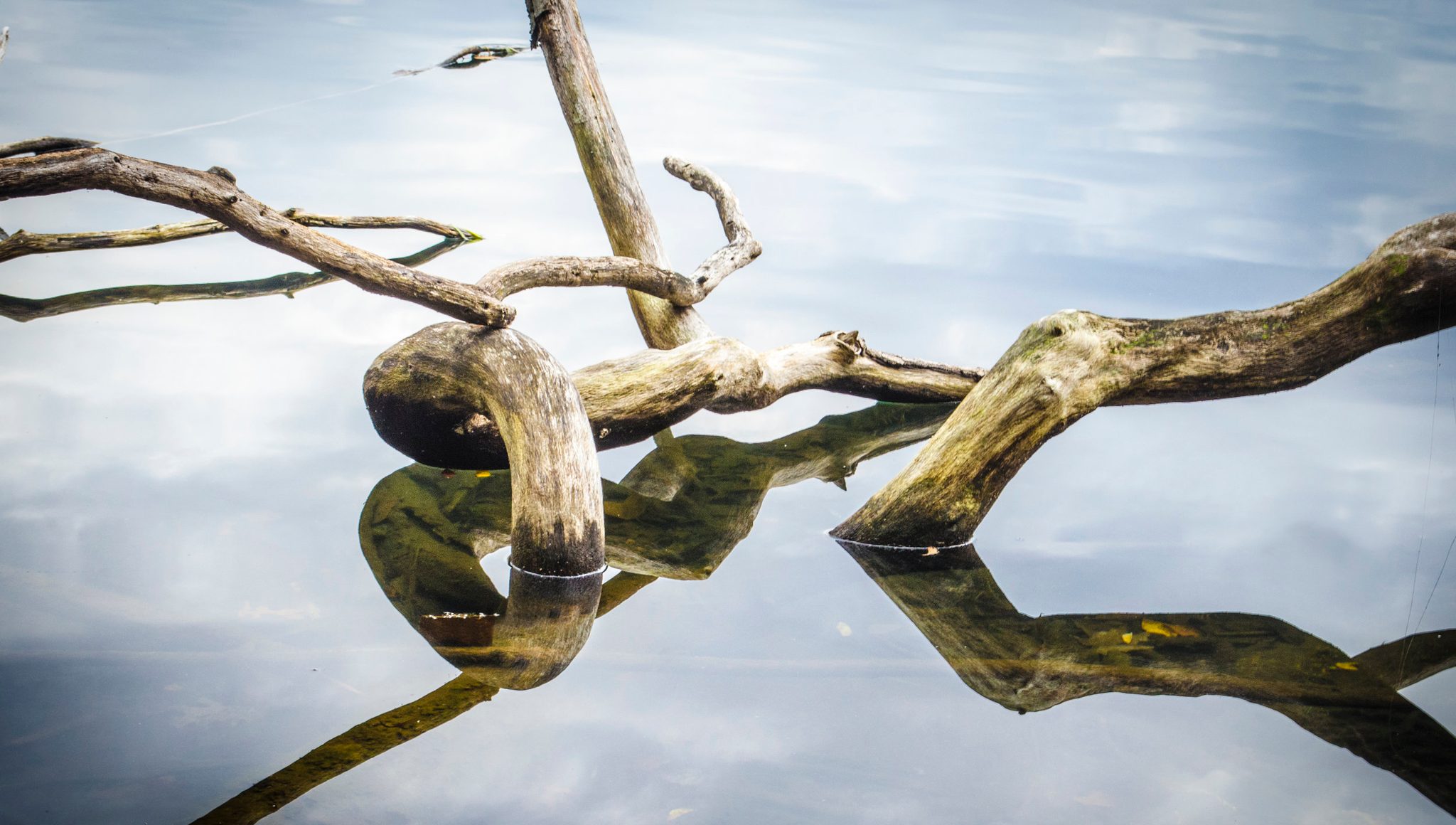 Driftwood branches twist above the water, their reflections clear beneath them.