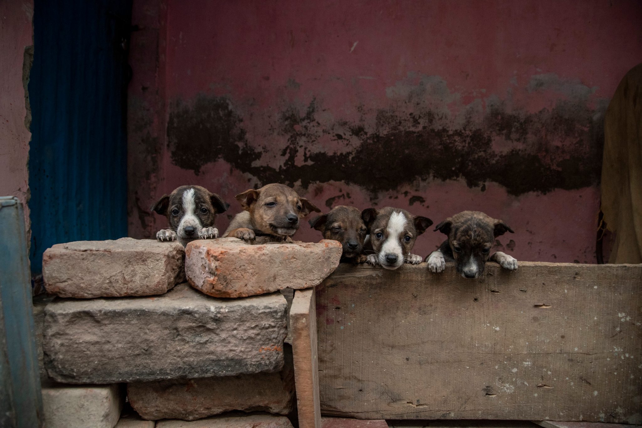 Five puppies peer over a brick ledge, keeping watch on the lane.