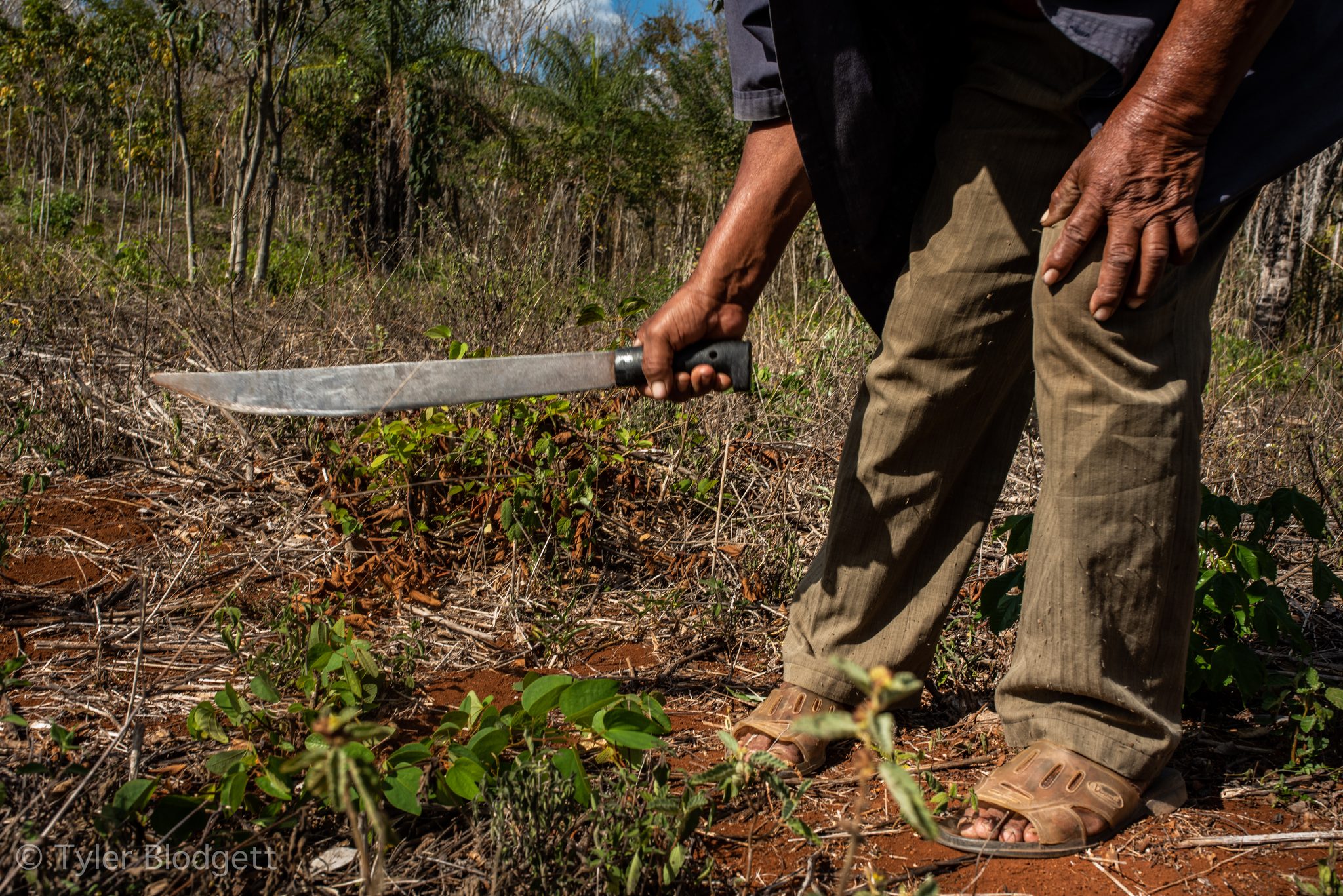 Machete in hand, he clears the ground around the young trees.