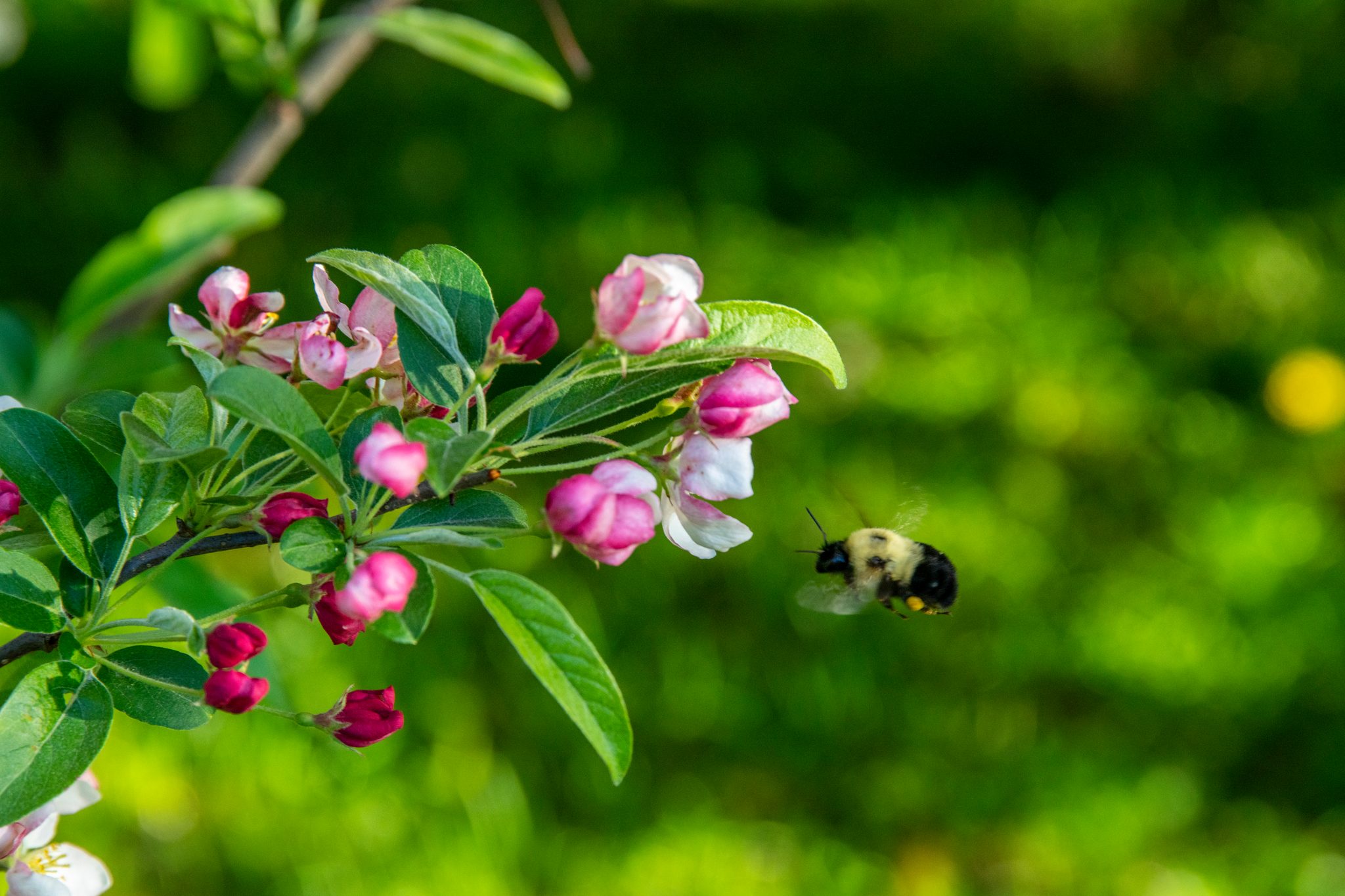 A bumblebee closes in on crabapple buds just breaking pink.