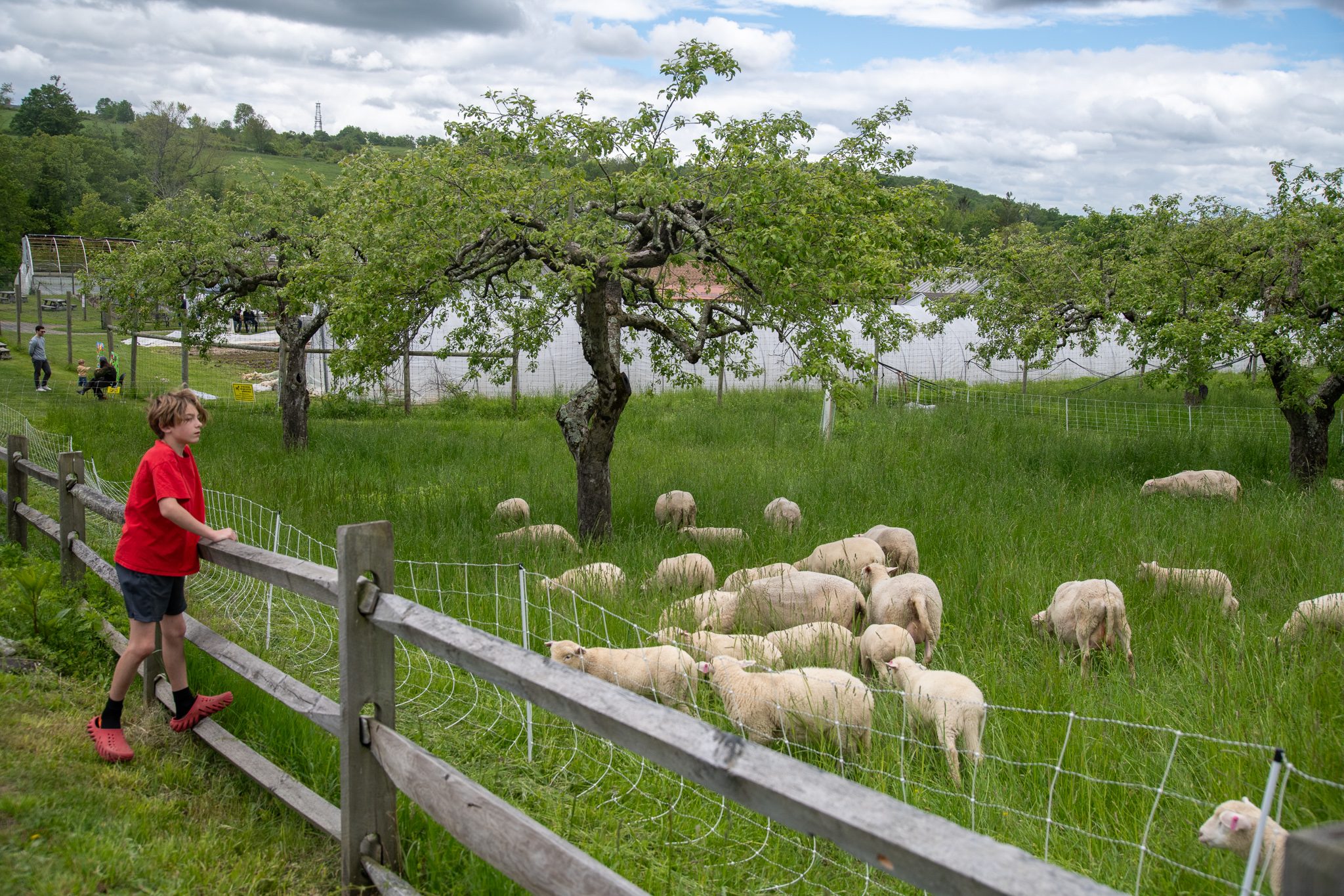 A boy leans on the fence rail to watch the flock under the apple trees.